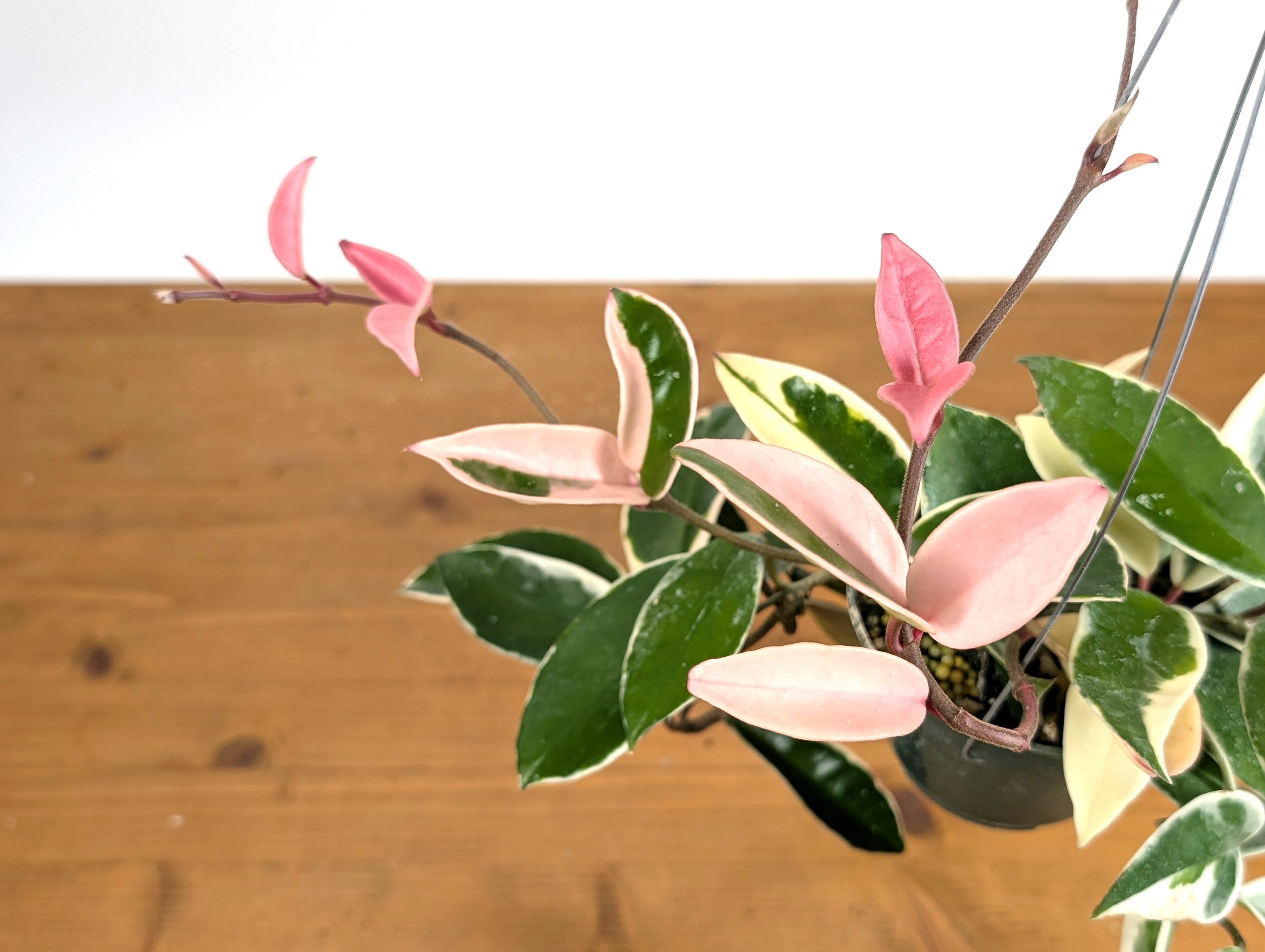 Hoya Carnosa Albo &