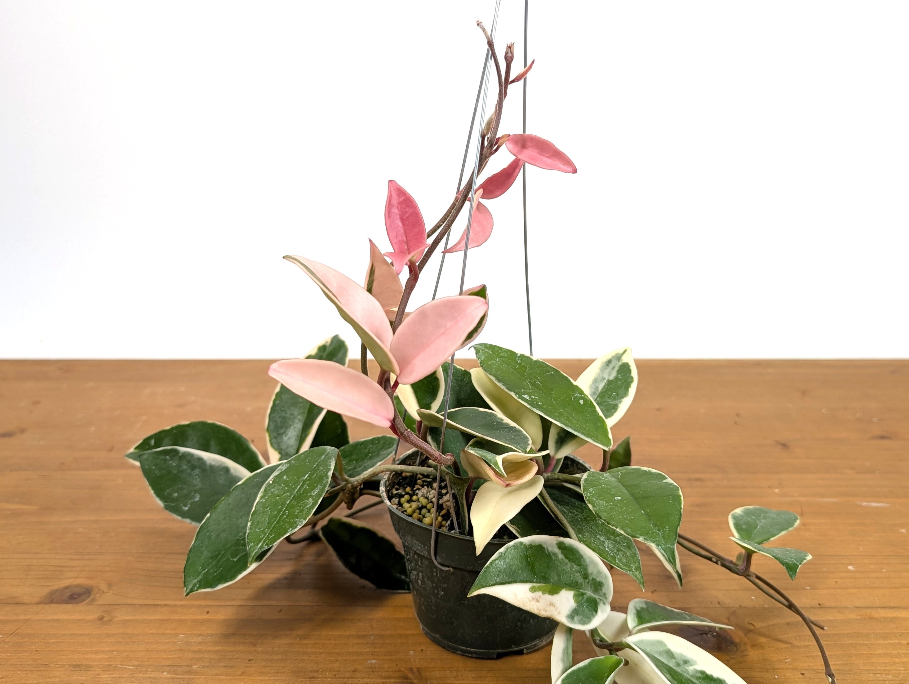 Hoya Carnosa Albo &