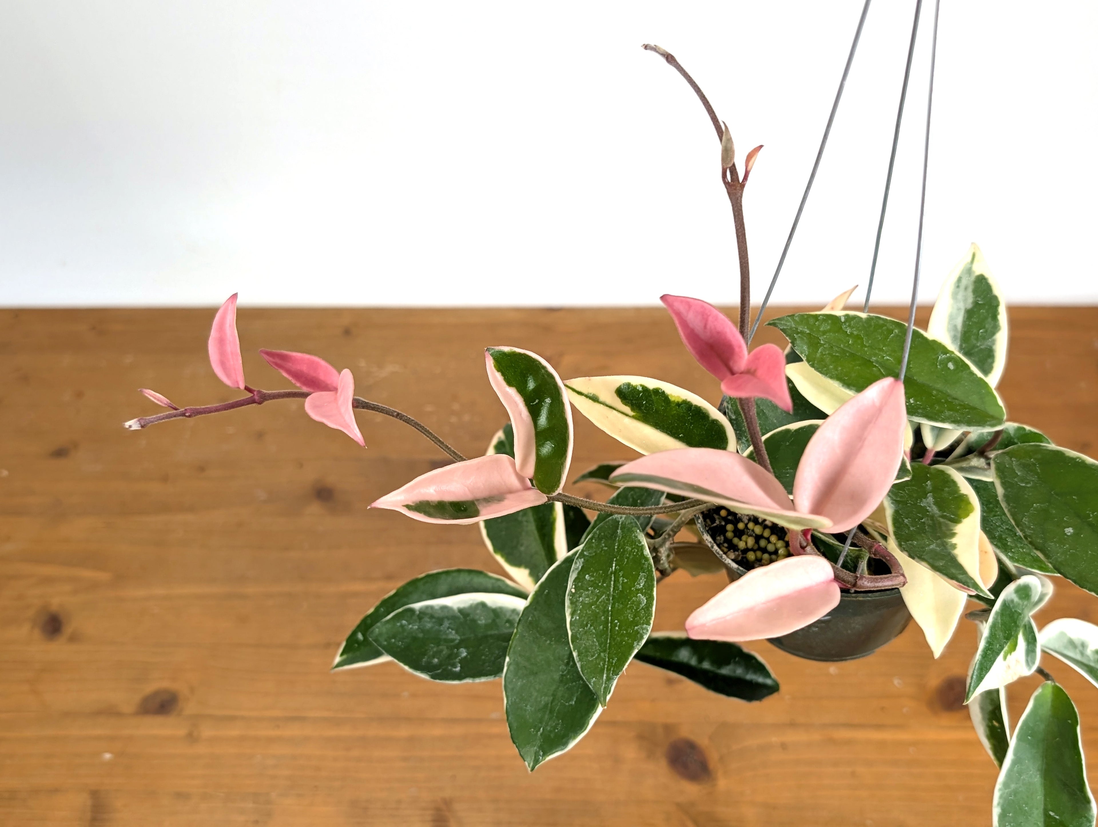 Hoya Carnosa Albo &