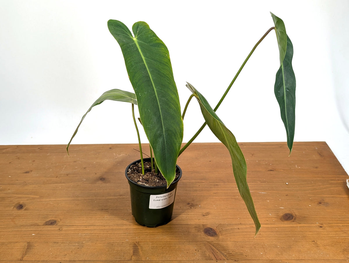 Philodendron Esmeralda Spirit - P. Esmeralda x Spiritus Sancti