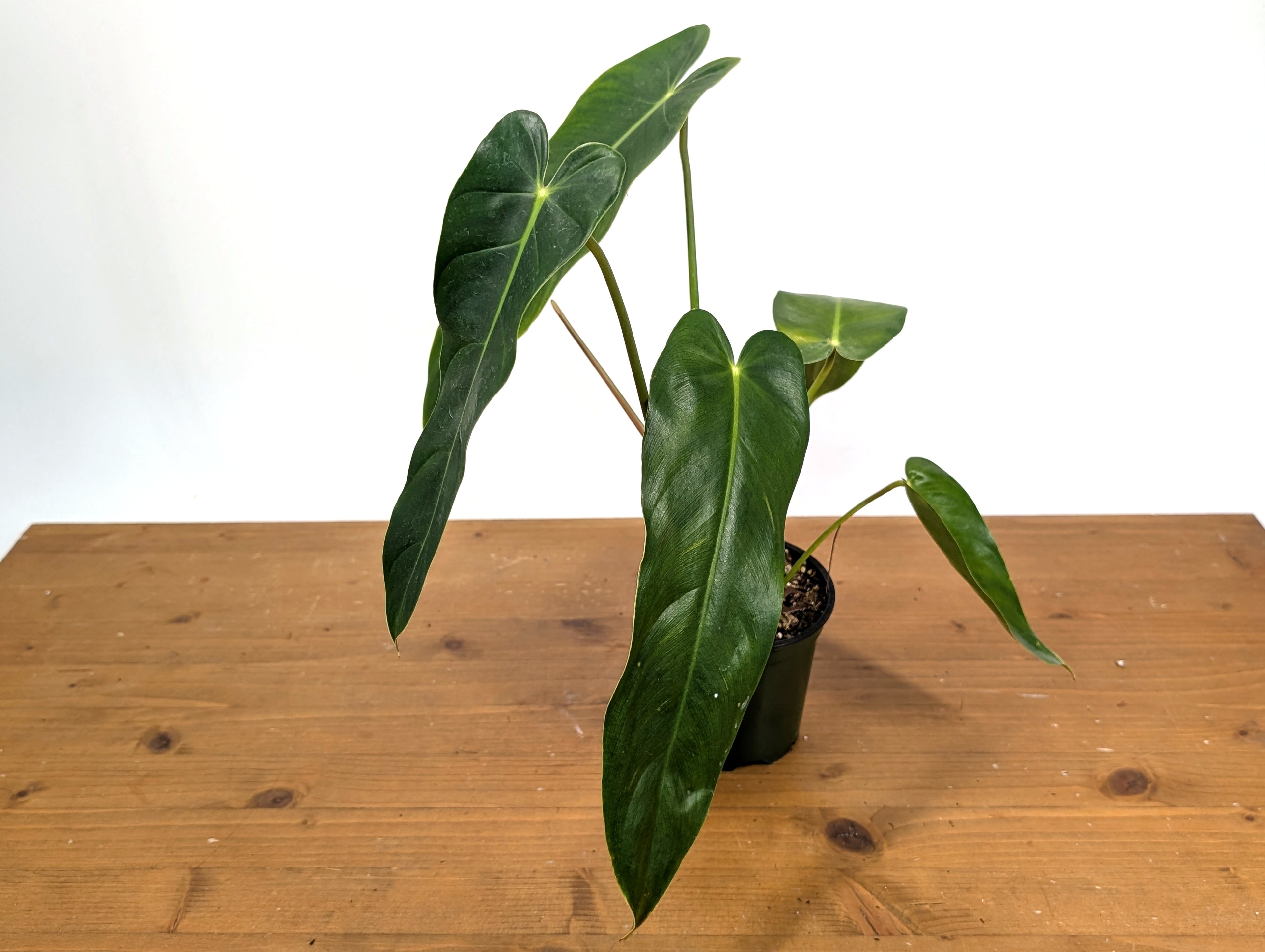 Philodendron Esmeralda Spirit (Esmeraldense x Spiritus Sancti)