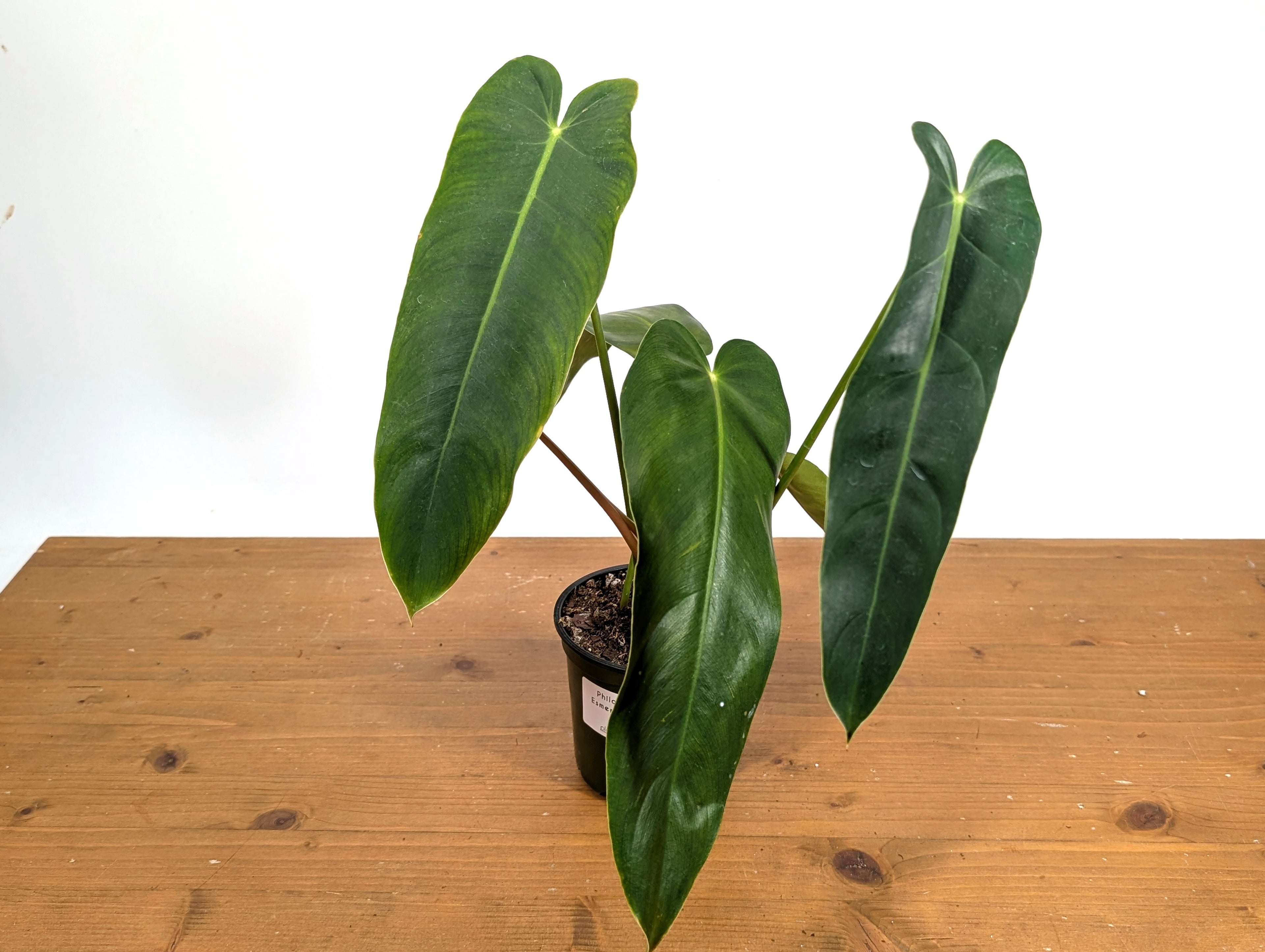 Philodendron Esmeralda Spirit (Esmeraldense x Spiritus Sancti)