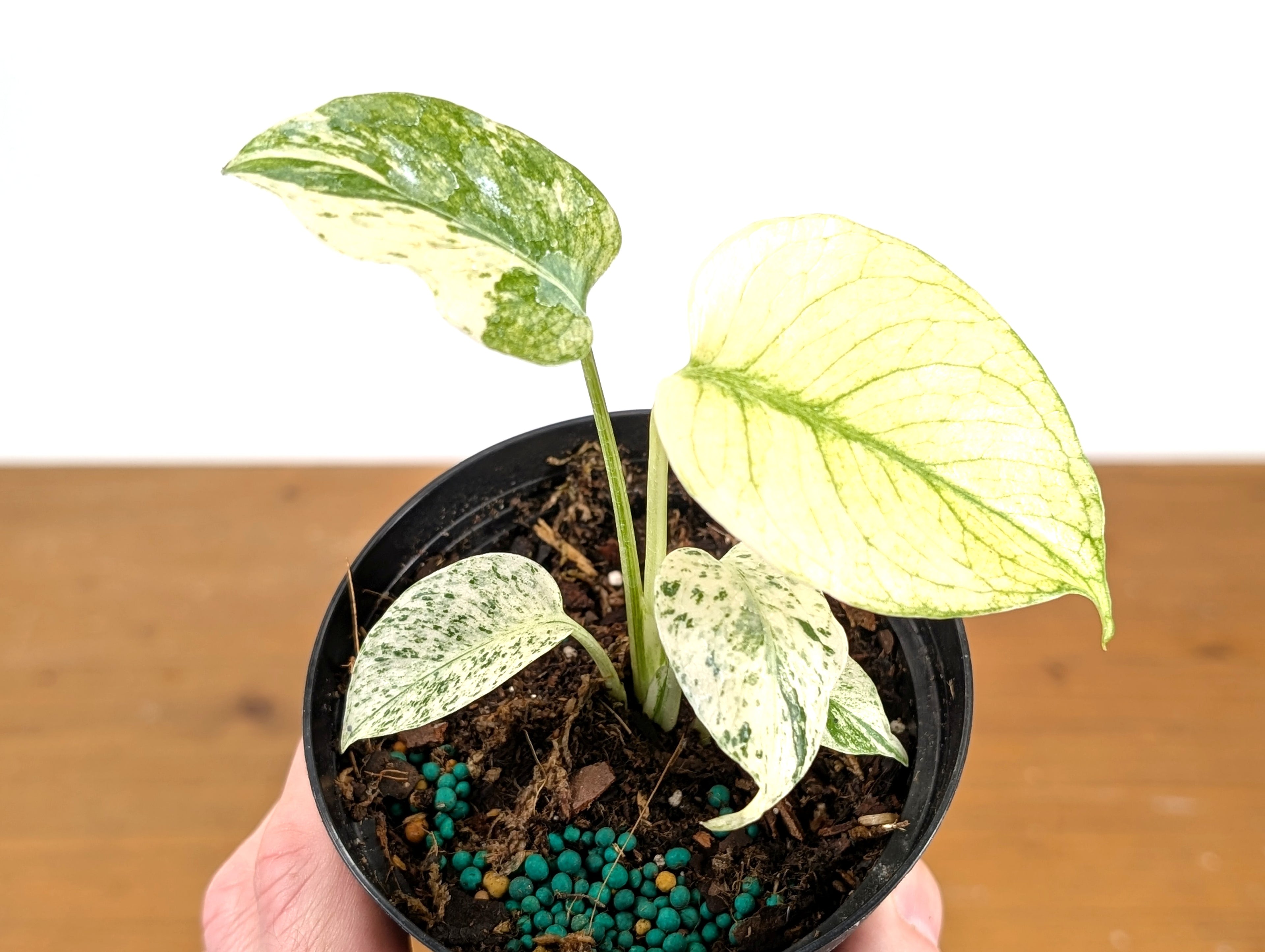 Monstera White Monster