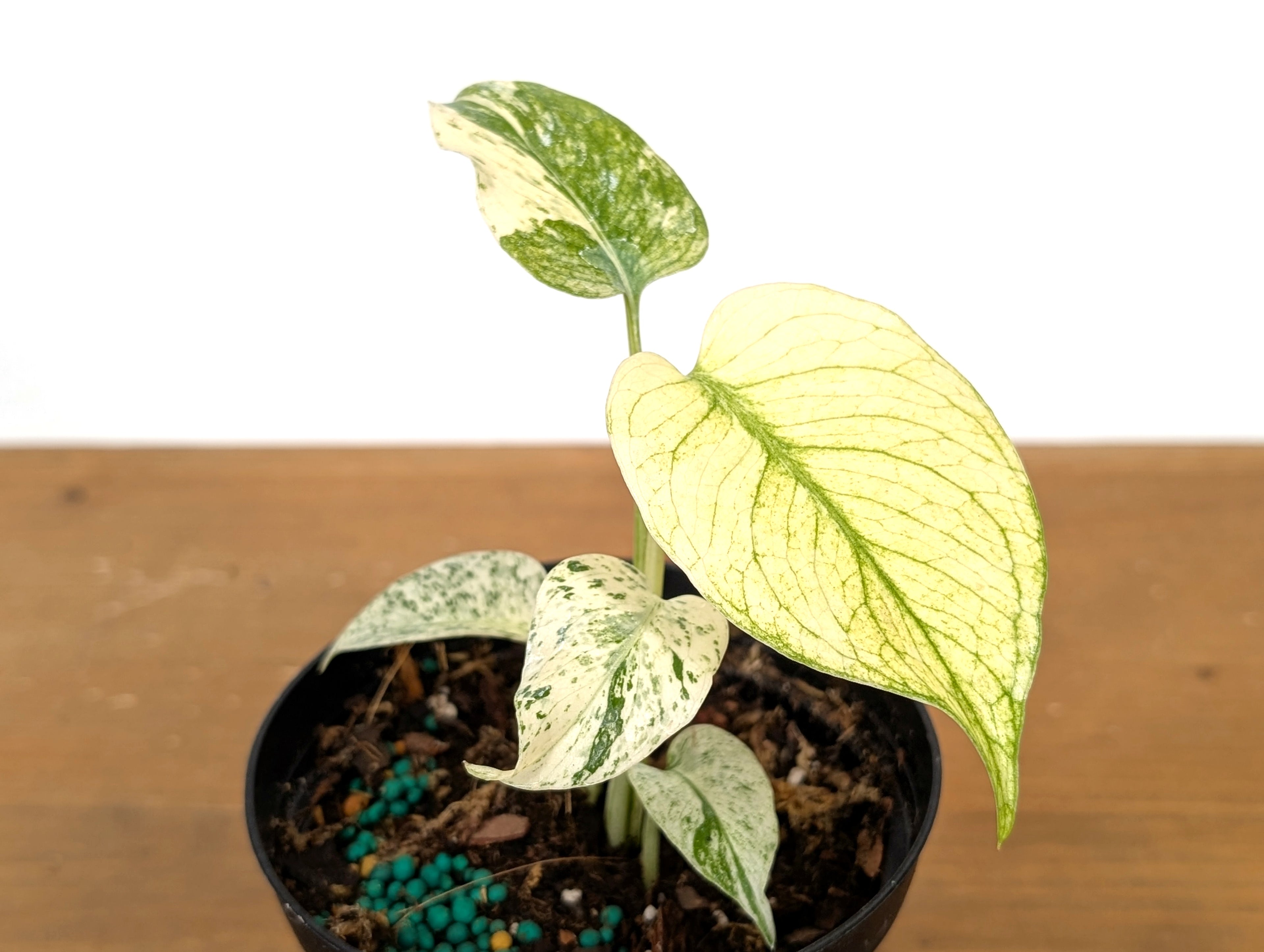 Monstera White Monster