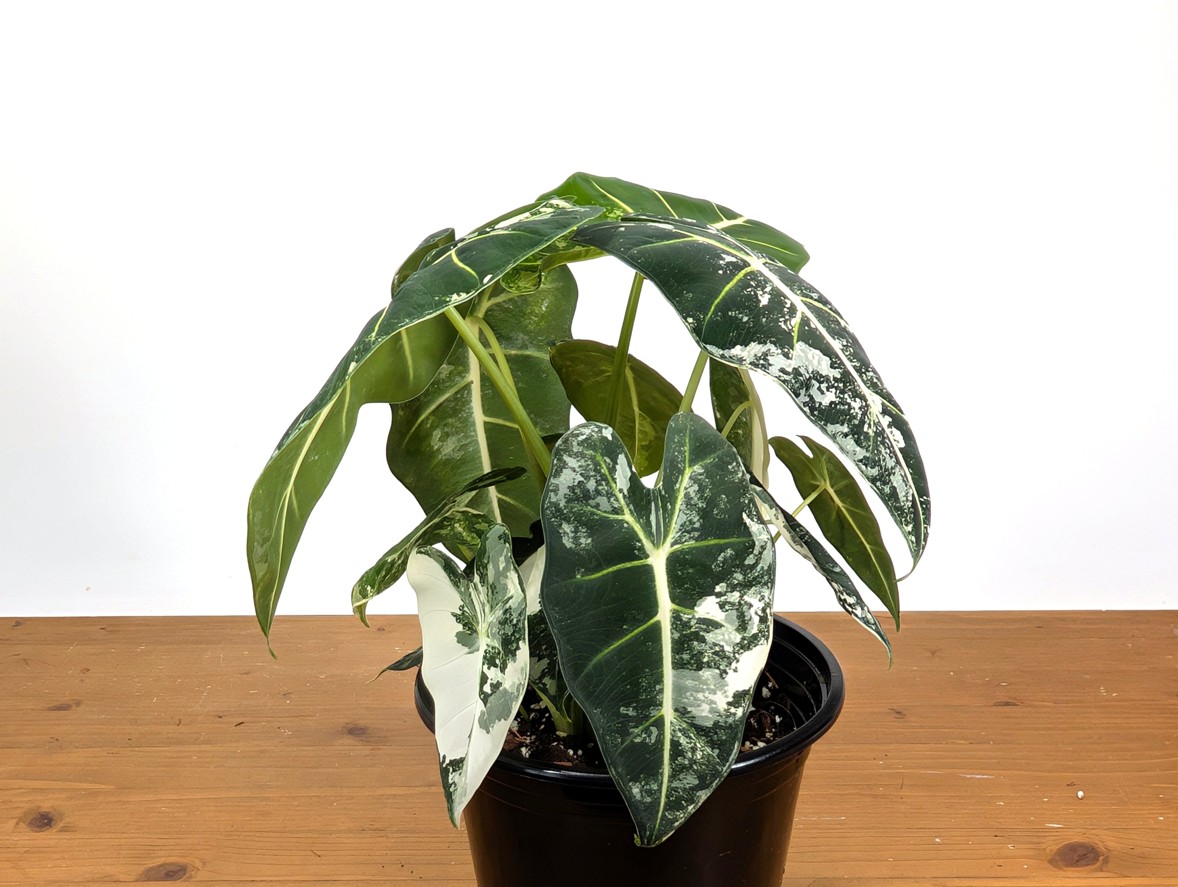 Alocasia Frydek Variegated