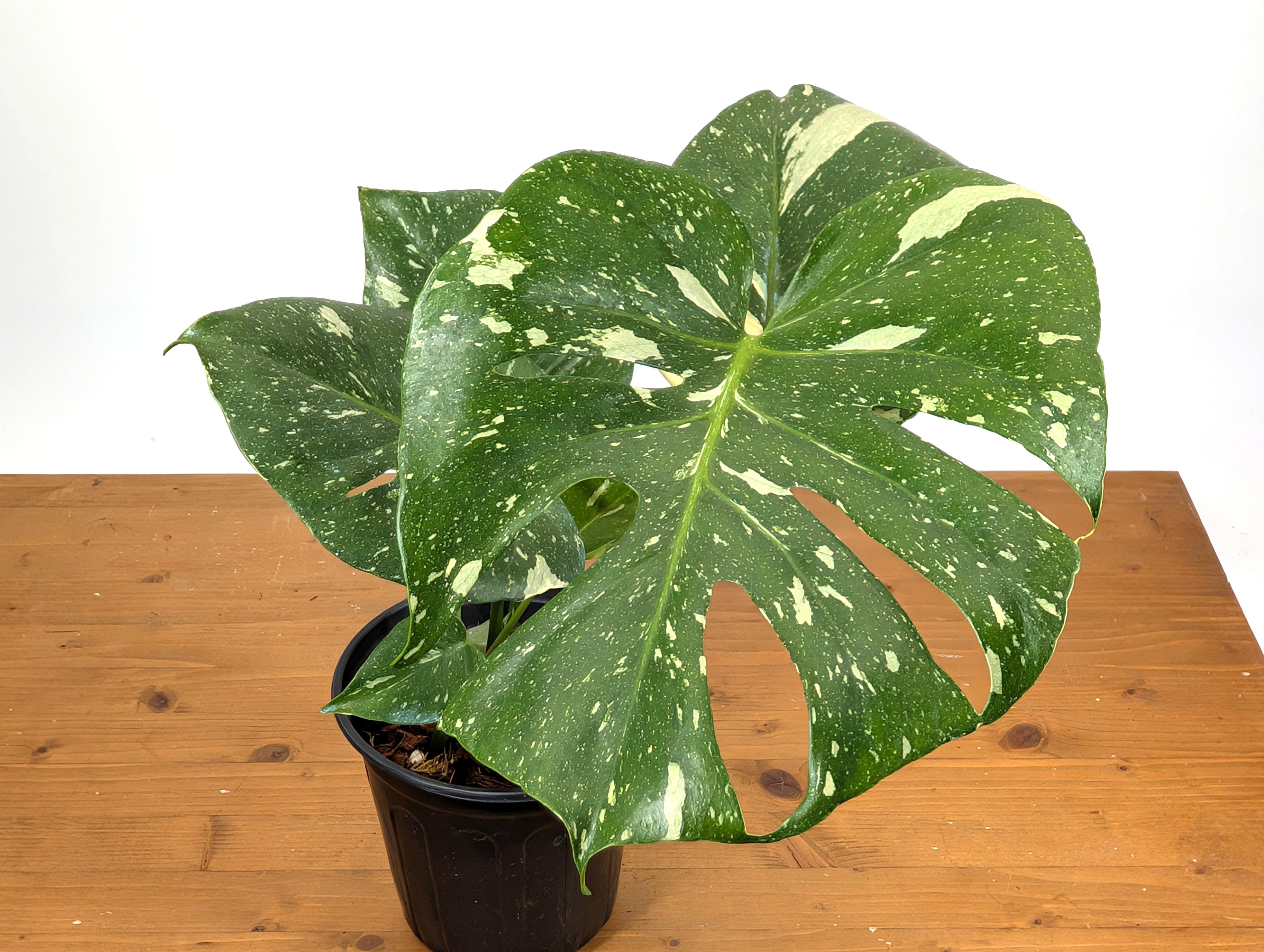 Monstera Thai Constellation