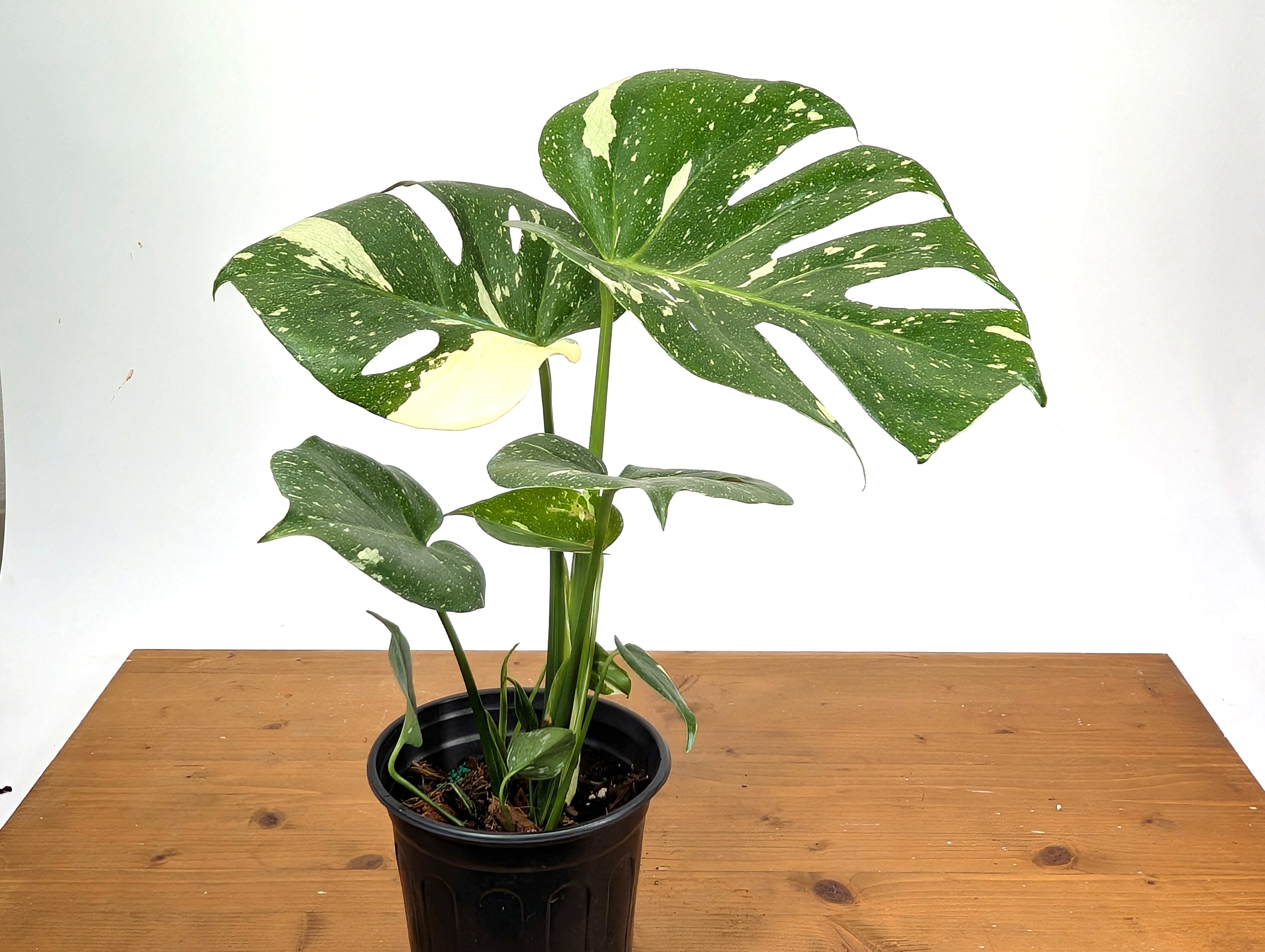 Monstera Thai Constellation