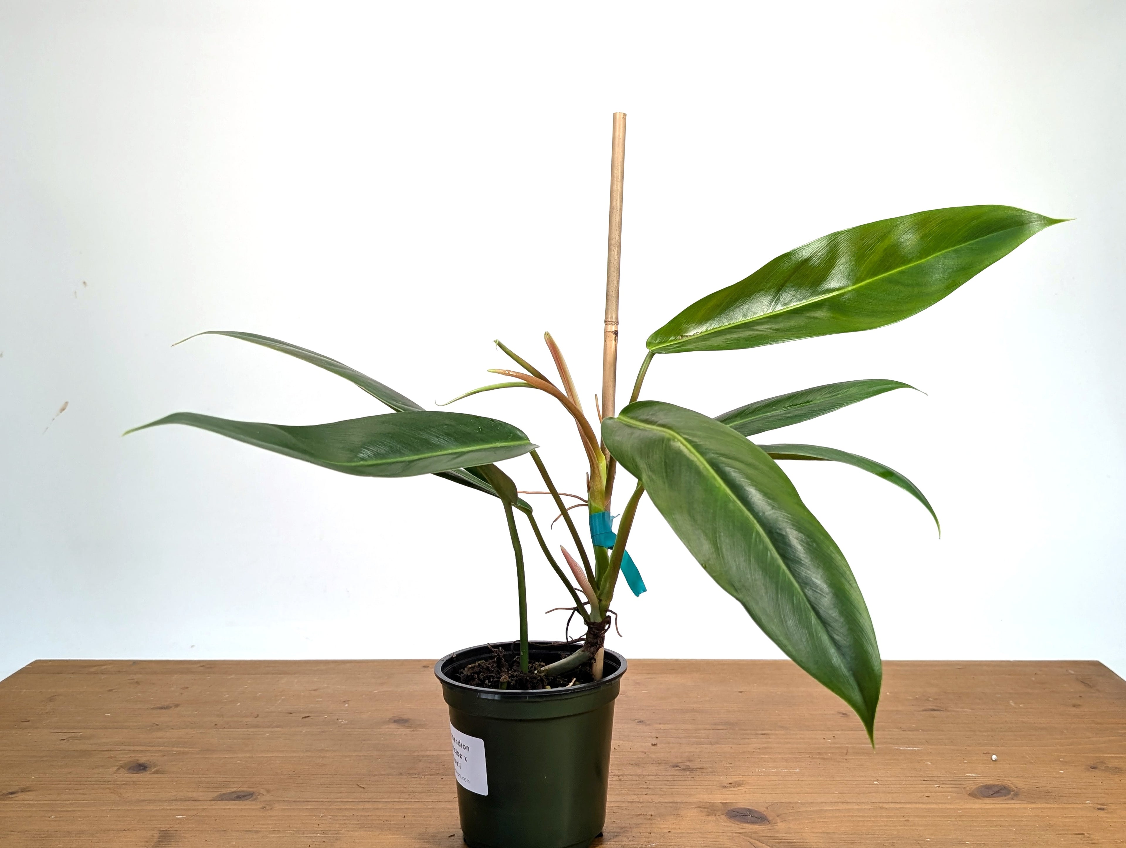 Philodendron Ruizii x Patriciae