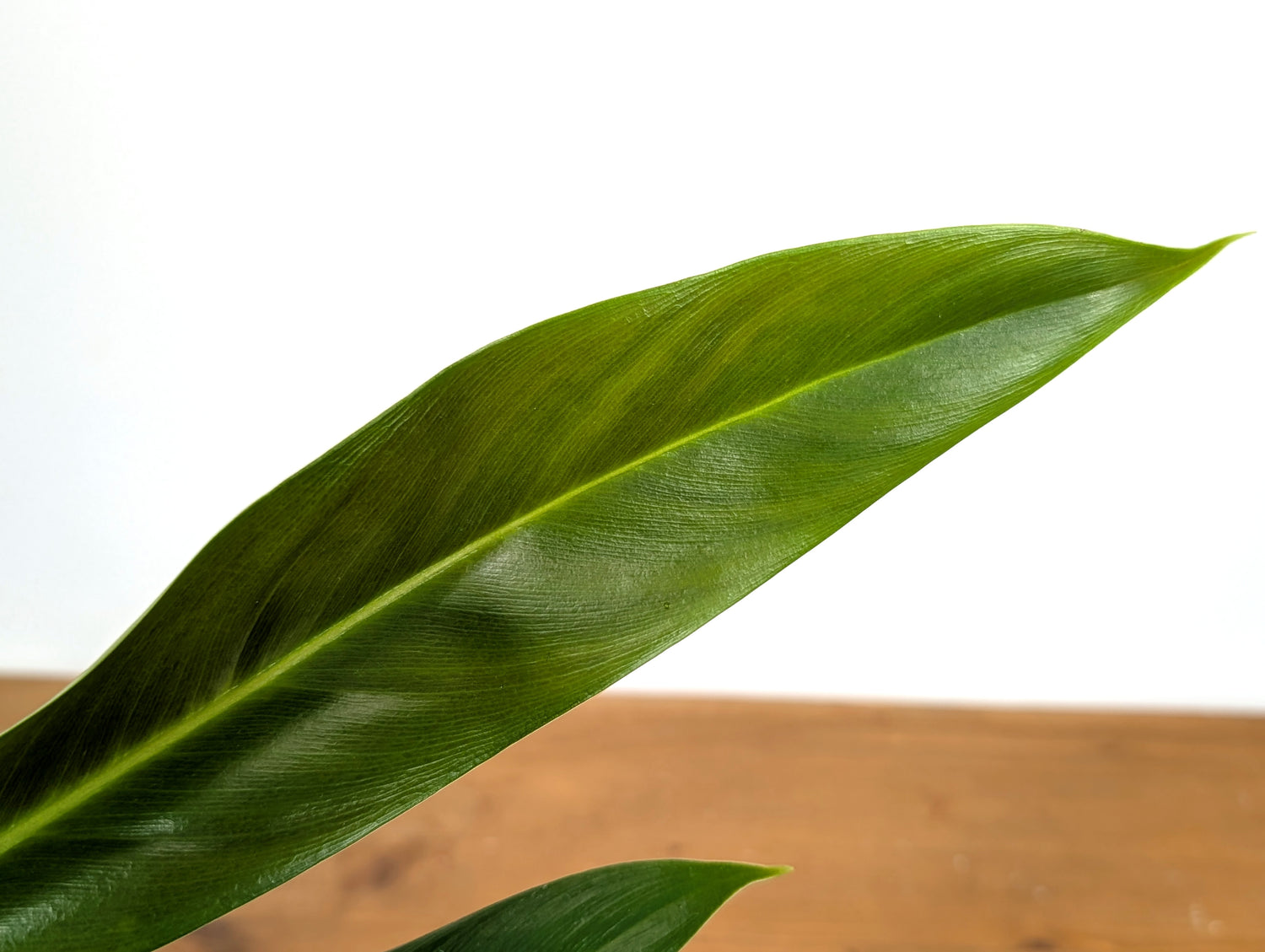 Philodendron Ruizii x Patriciae