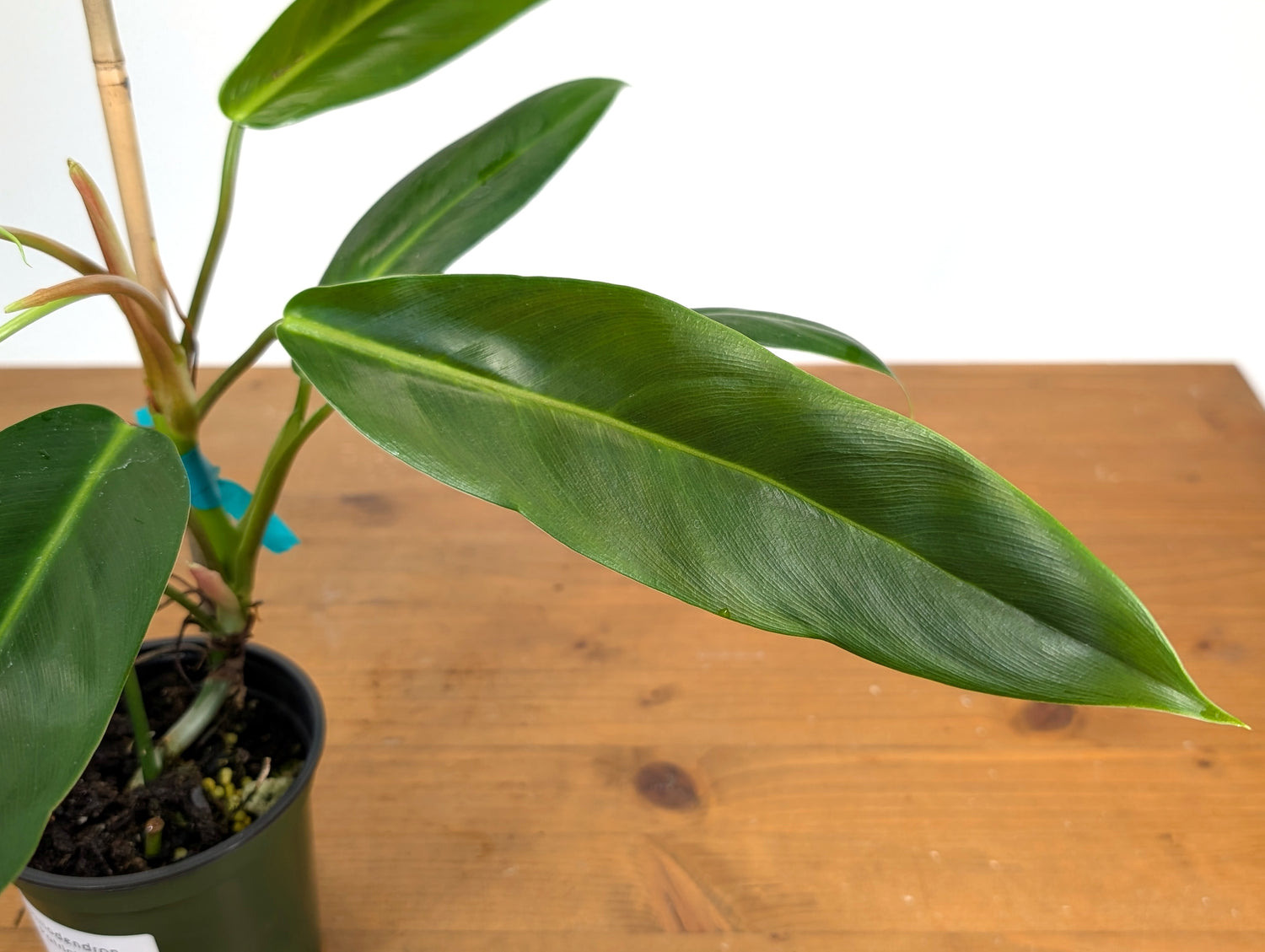 Philodendron Ruizii x Patriciae
