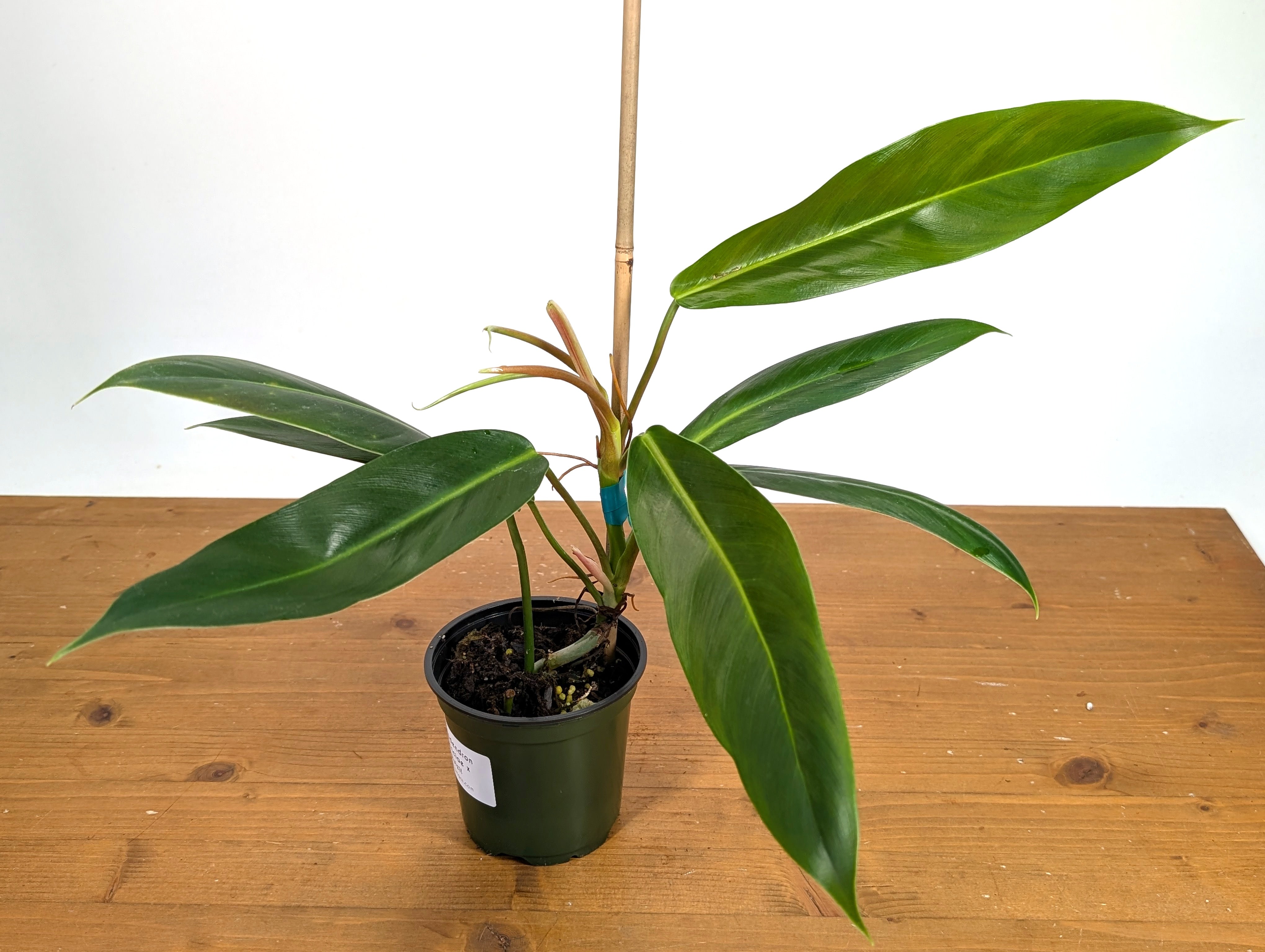 philodendron bicolor mature Philodendron Ruizii x Patriciae – Plantamani Plants