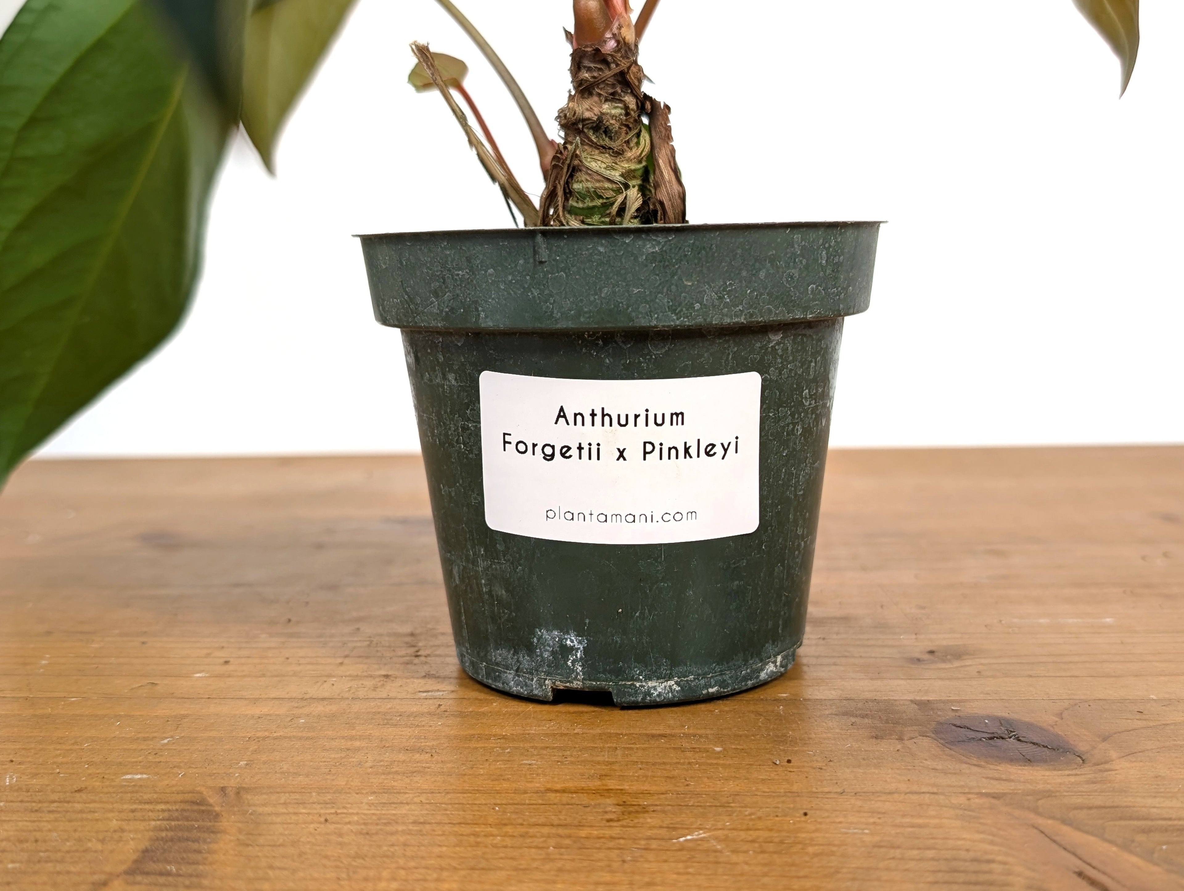 Anthurium Amazon Rabbit (Forgetii x Pinkleyi)