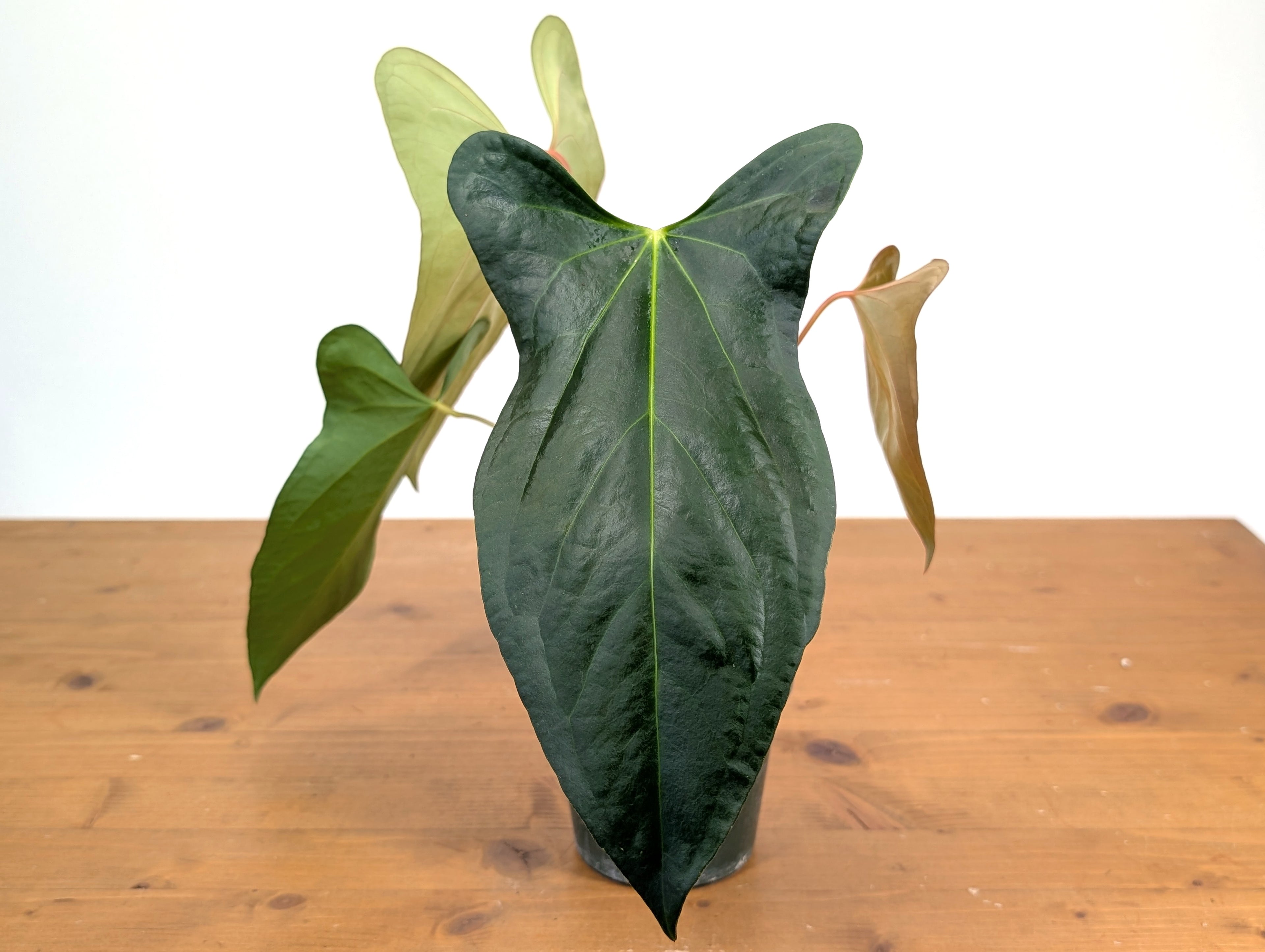 Anthurium Amazon Rabbit (Forgetii x Pinkleyi)
