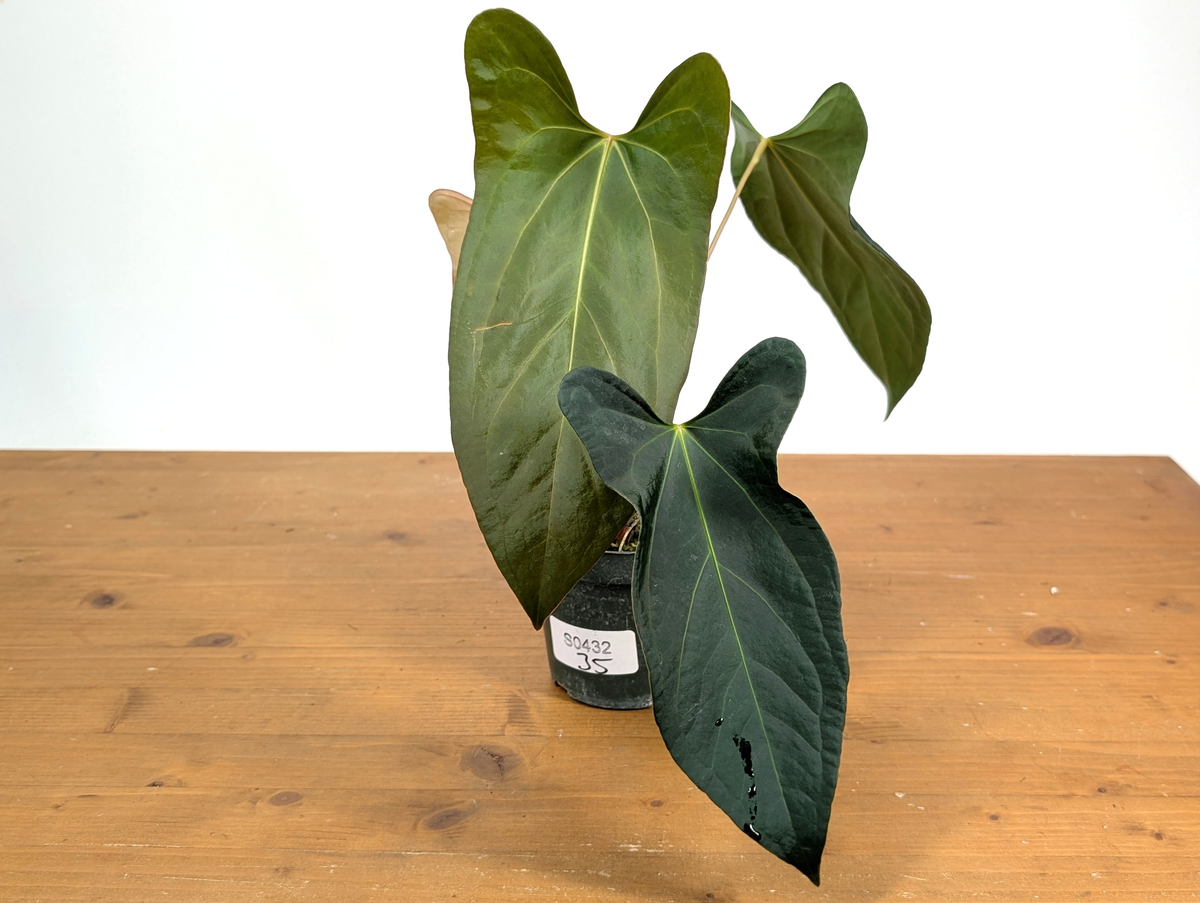 Anthurium Amazon Rabbit (Forgetii x Pinkleyi)