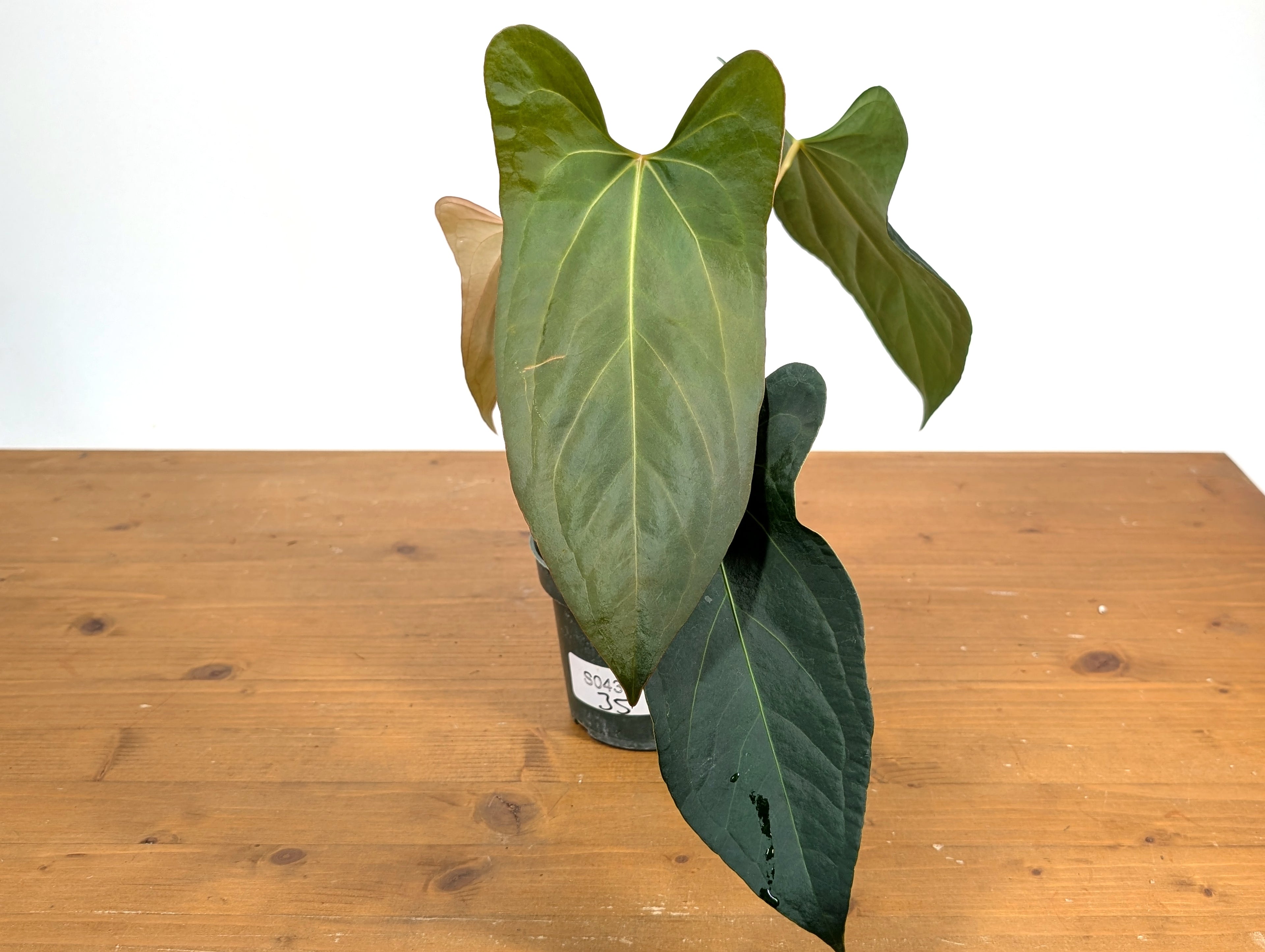 Anthurium Amazon Rabbit (Forgetii x Pinkleyi)