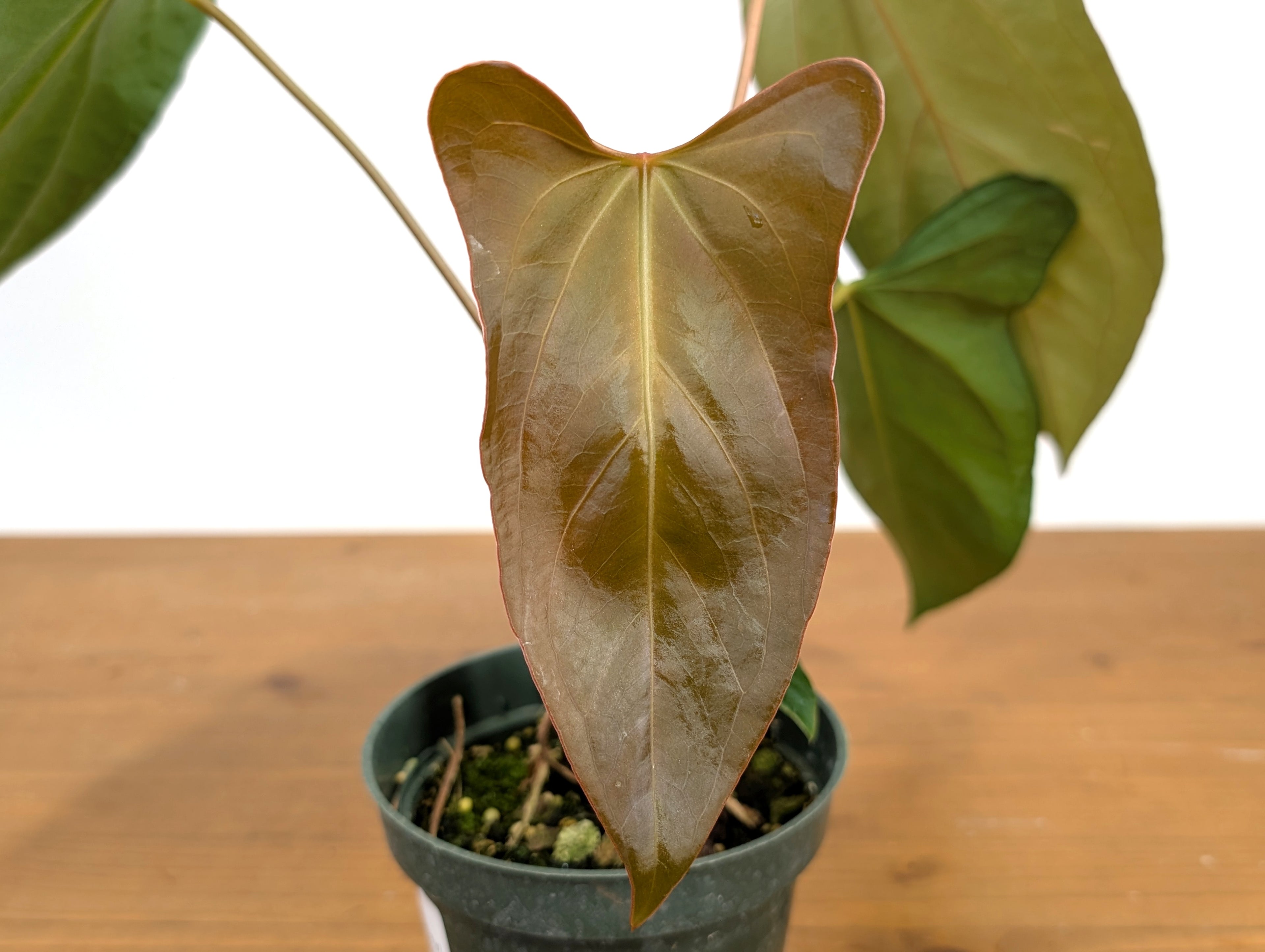 Anthurium Amazon Rabbit (Forgetii x Pinkleyi)