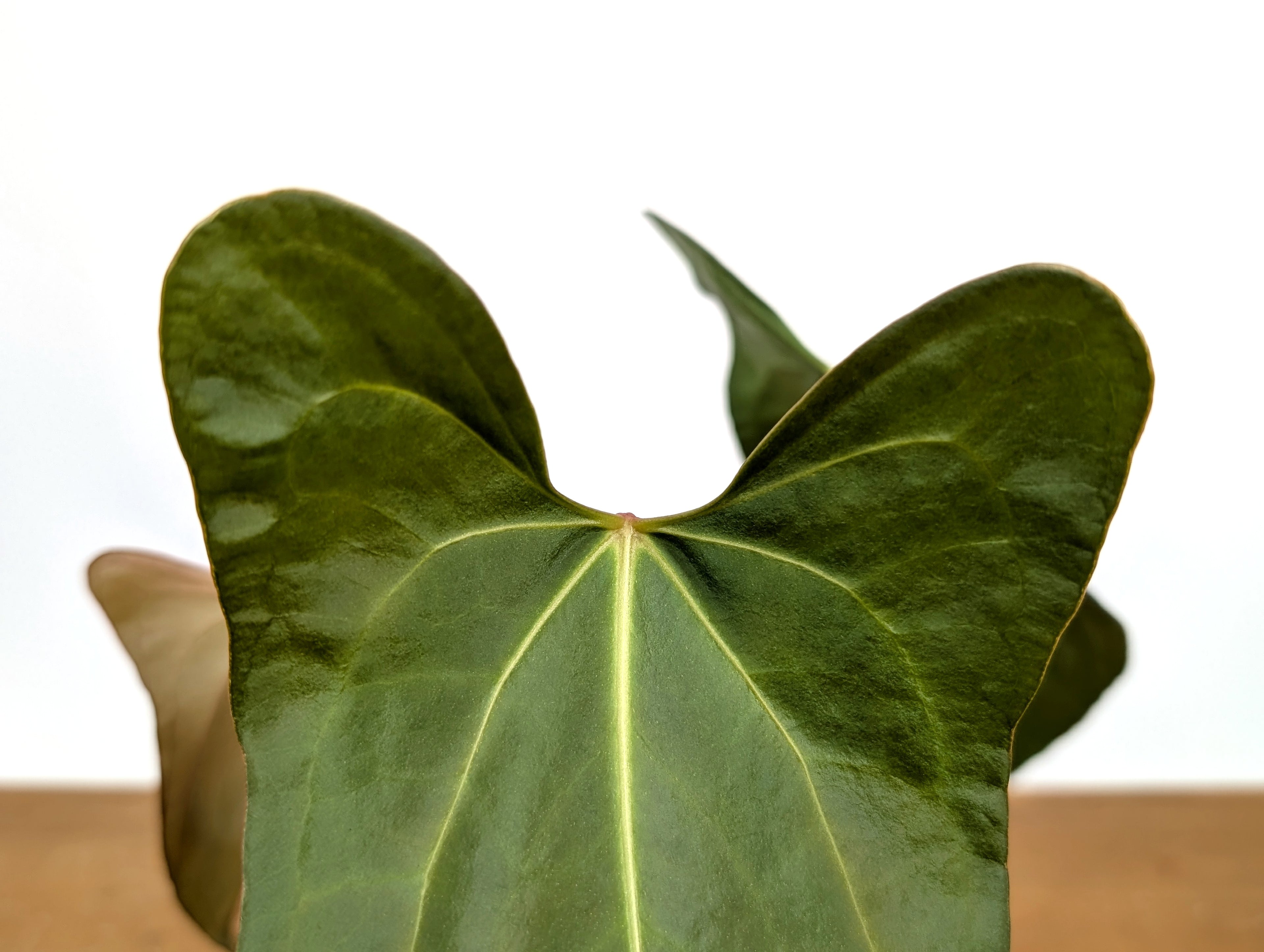 Anthurium Amazon Rabbit (Forgetii x Pinkleyi)
