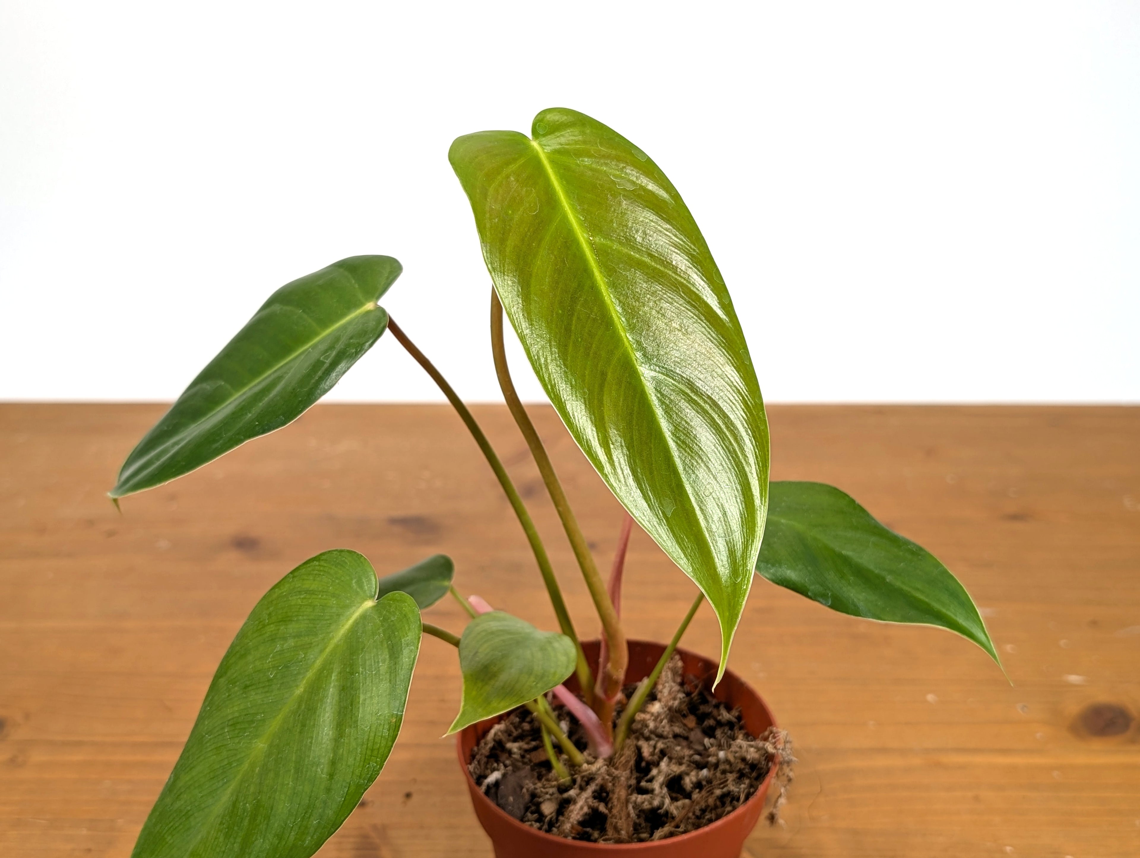 Philodendron Esmeralda Spirit (Esmeraldense x Spiritus Sancti)