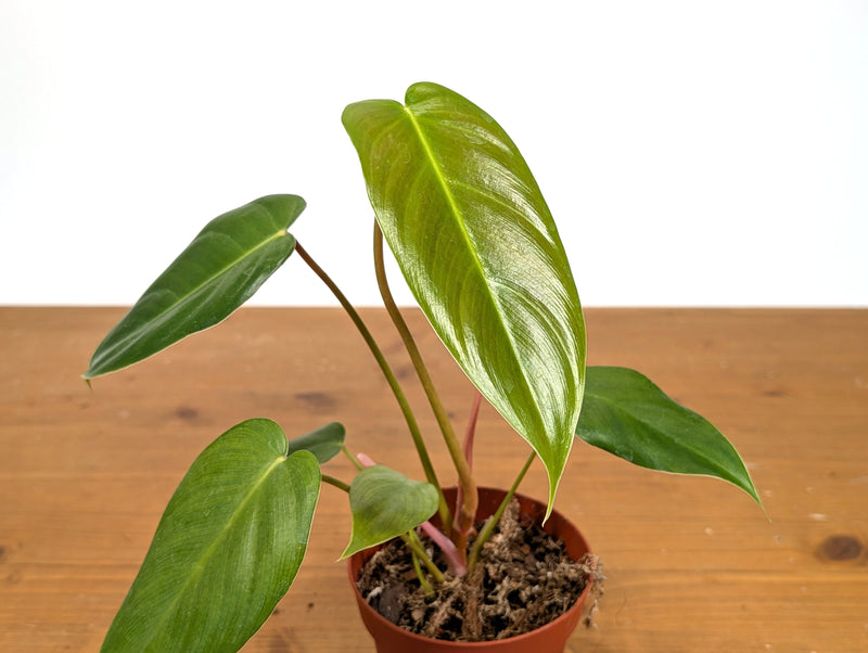 Philodendron Esmeralda Spirit - P. Esmeralda x Spiritus Sancti