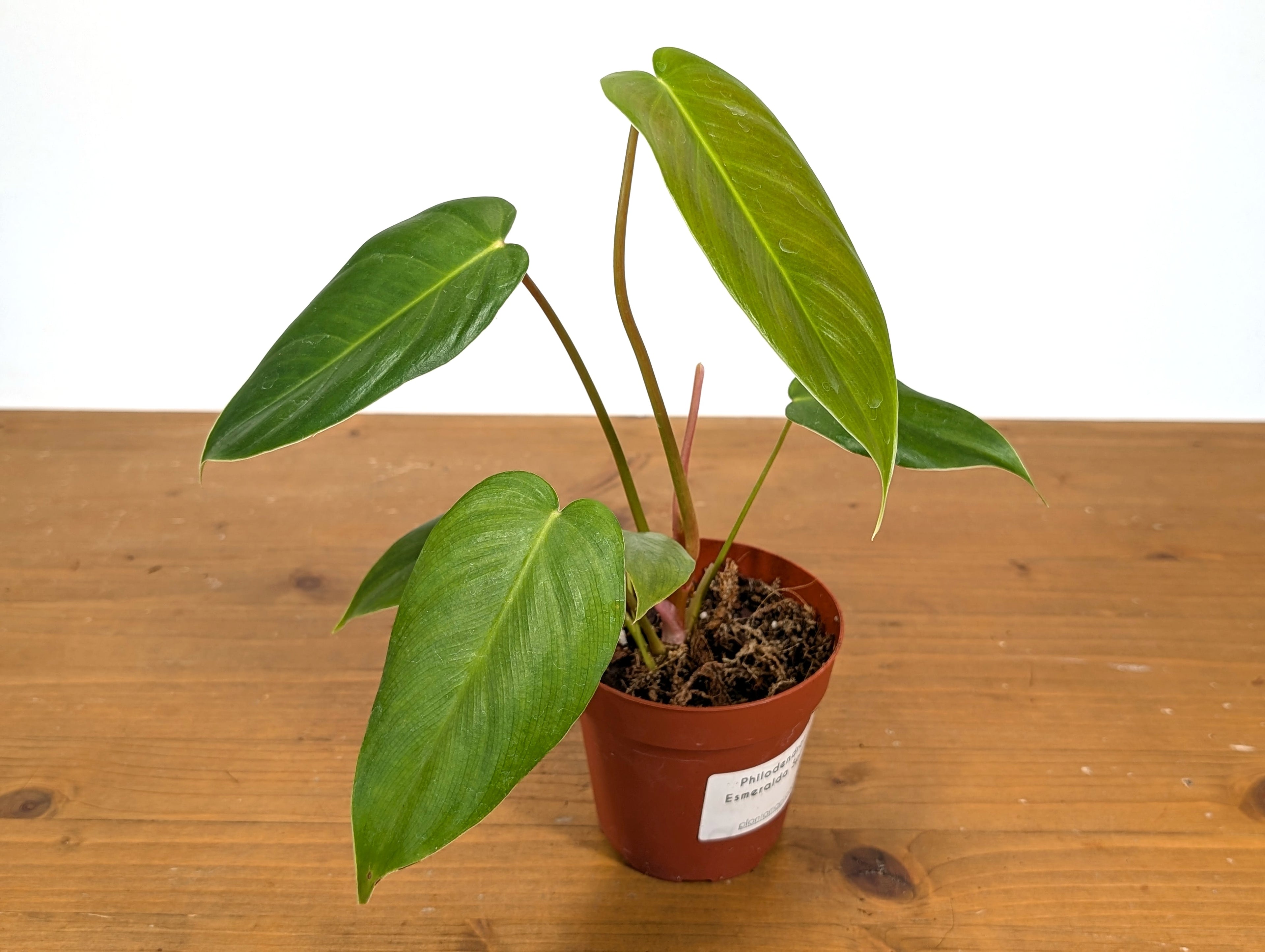 Philodendron Esmeralda Spirit (Esmeraldense x Spiritus Sancti)