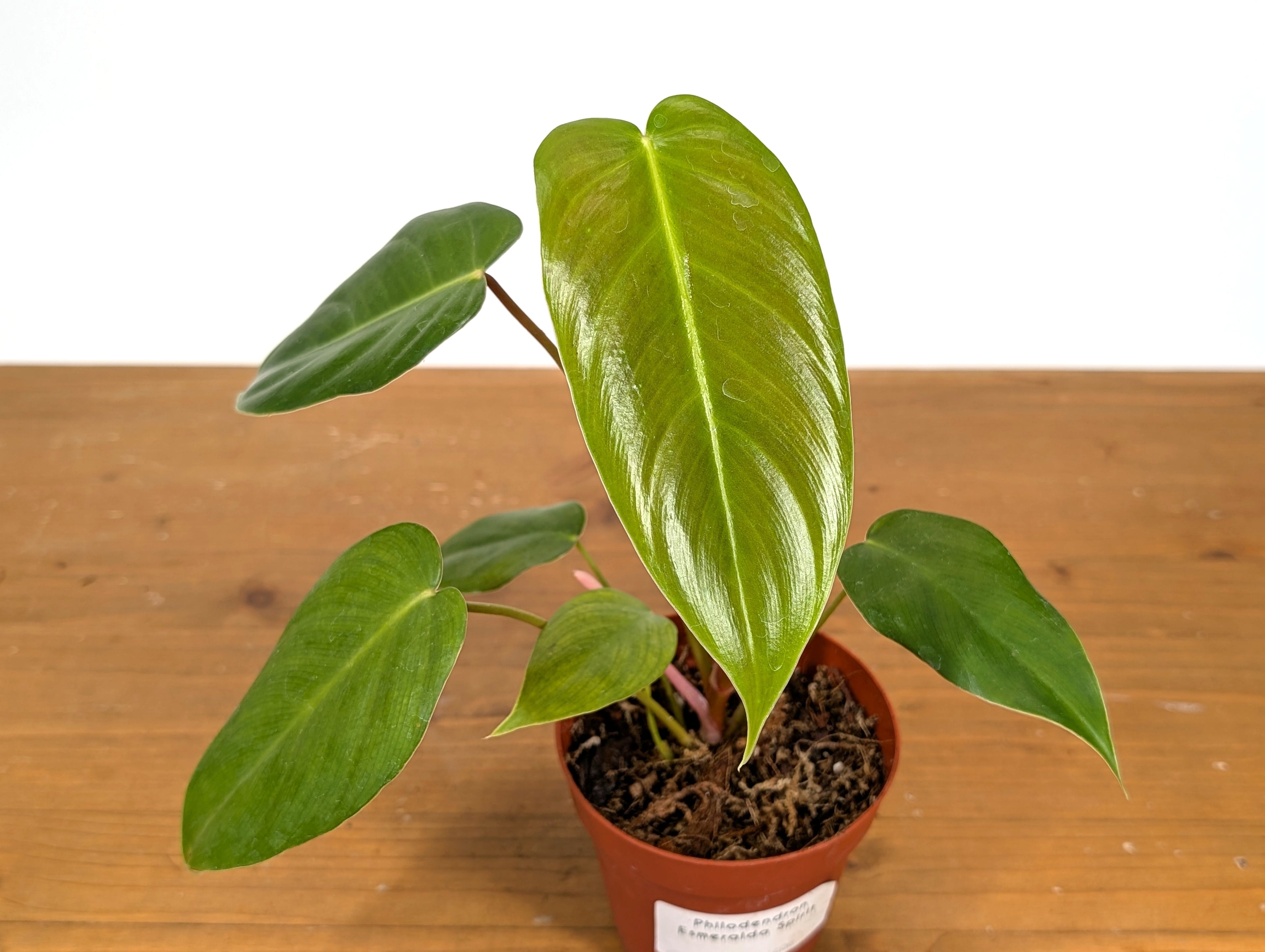 Philodendron Esmeralda Spirit (Esmeraldense x Spiritus Sancti)
