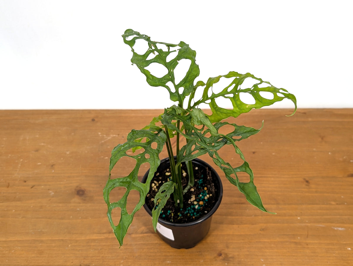 Monstera Obliqua Peru