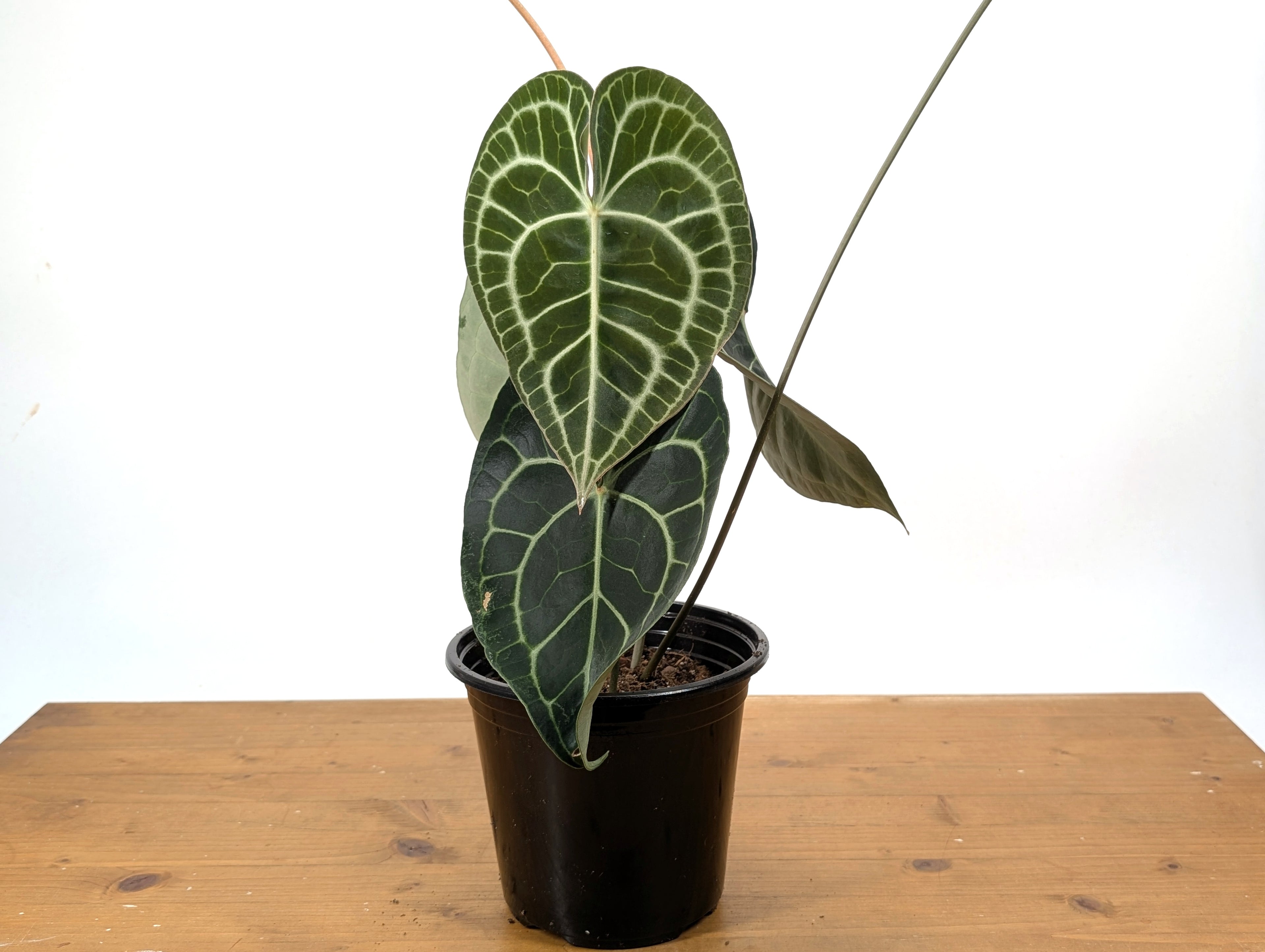 Anthurium Clarinervium