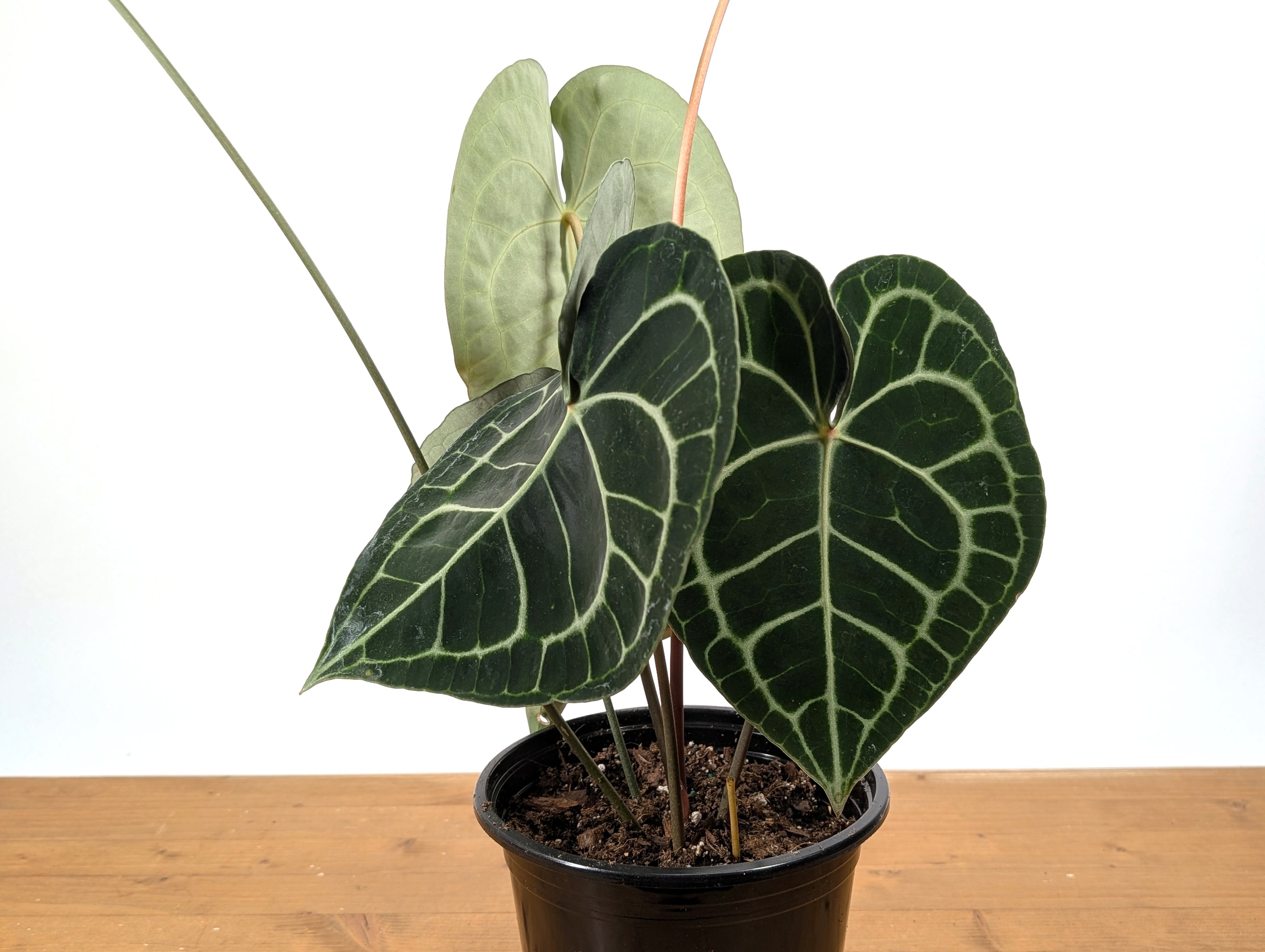 Anthurium Clarinervium