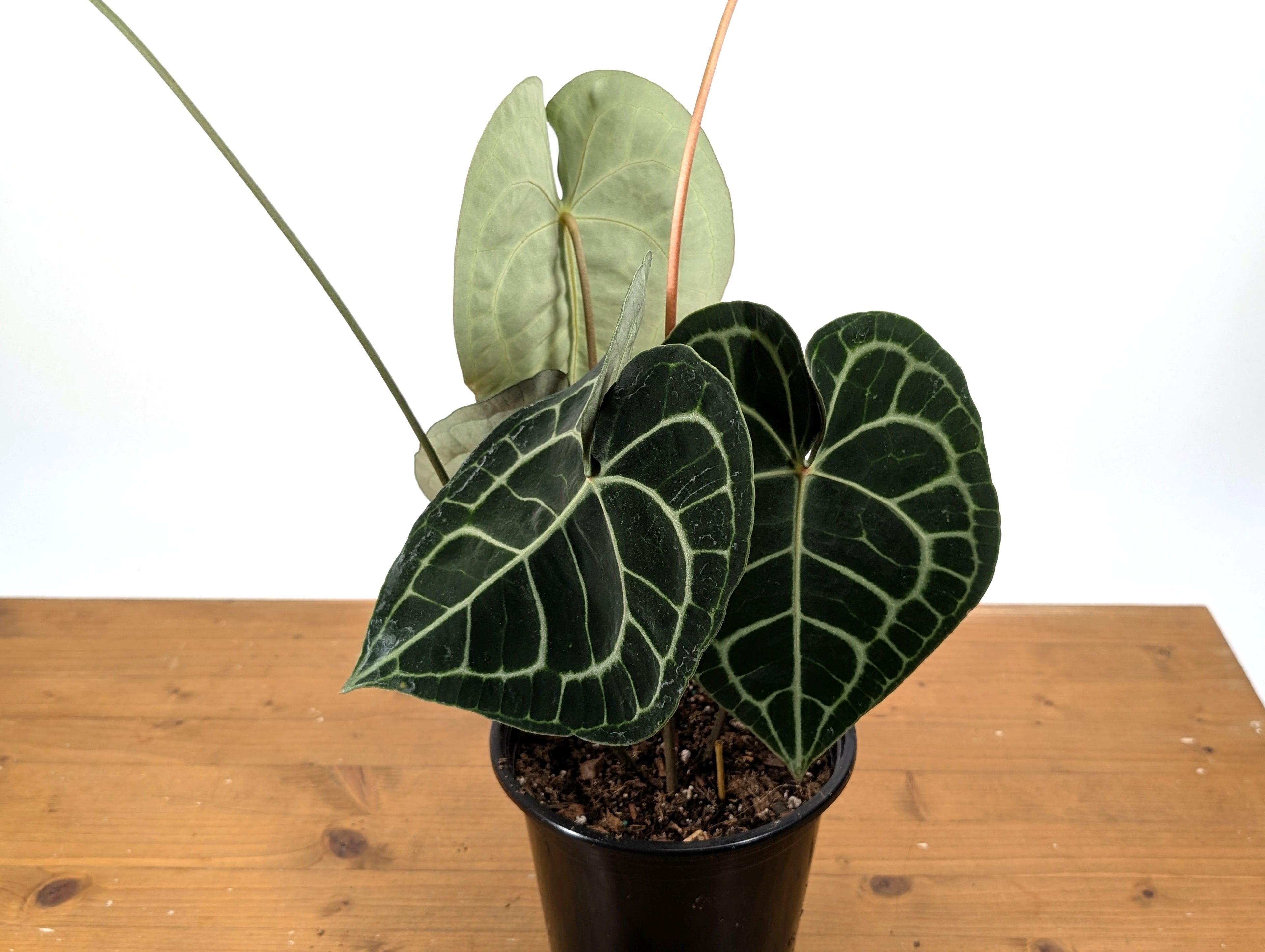 Anthurium Clarinervium
