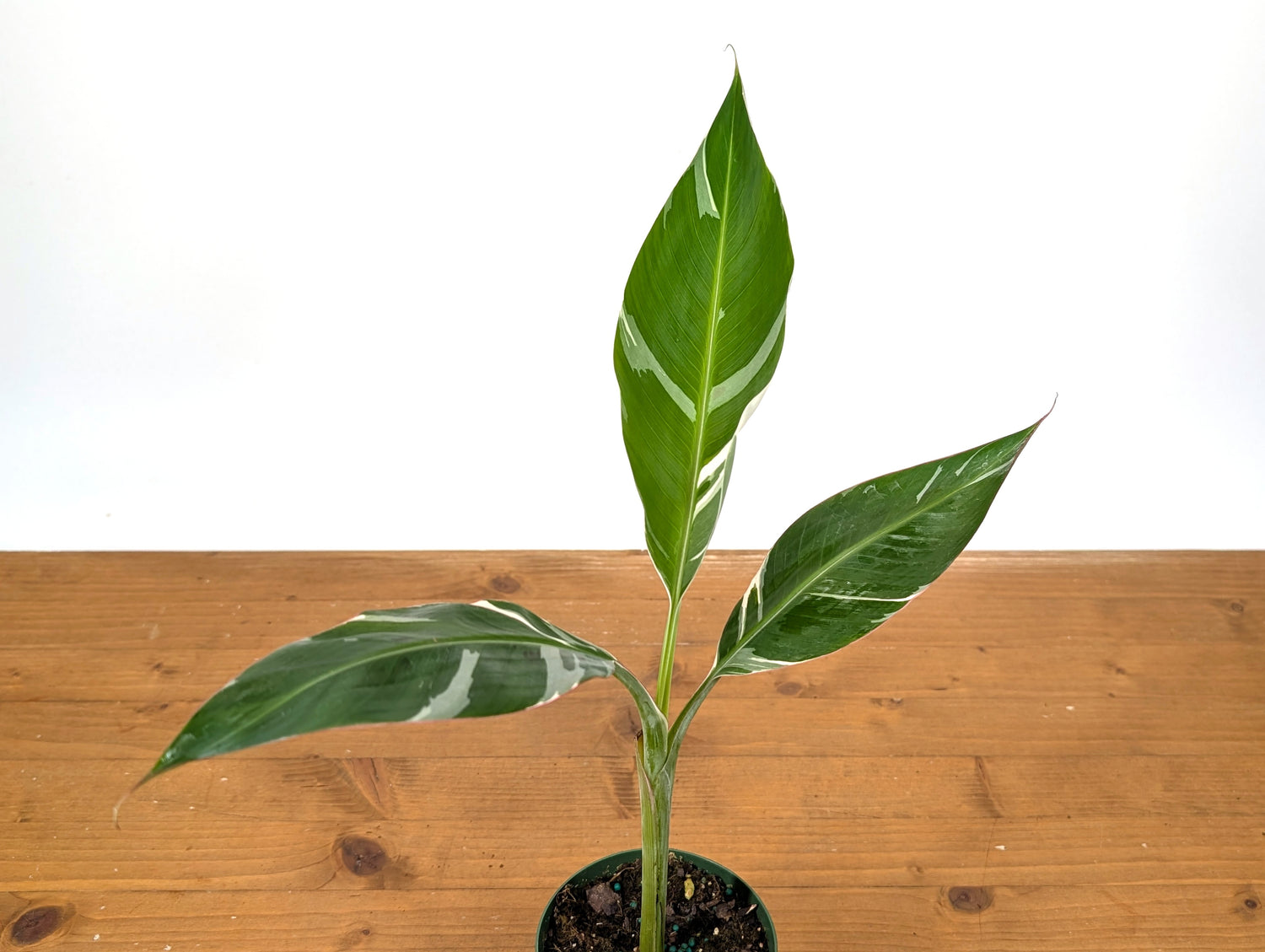 Musa Florida Variegated Banana Tree