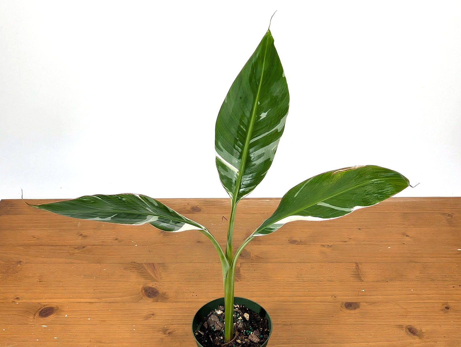 Musa Florida Variegated Banana Tree