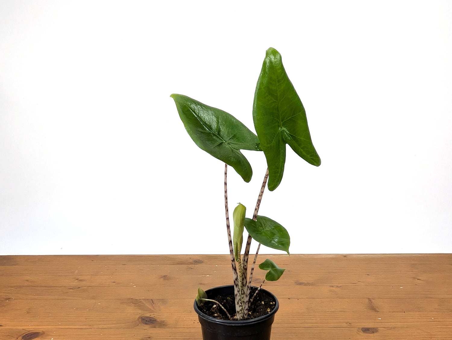 Alocasia Zebrina