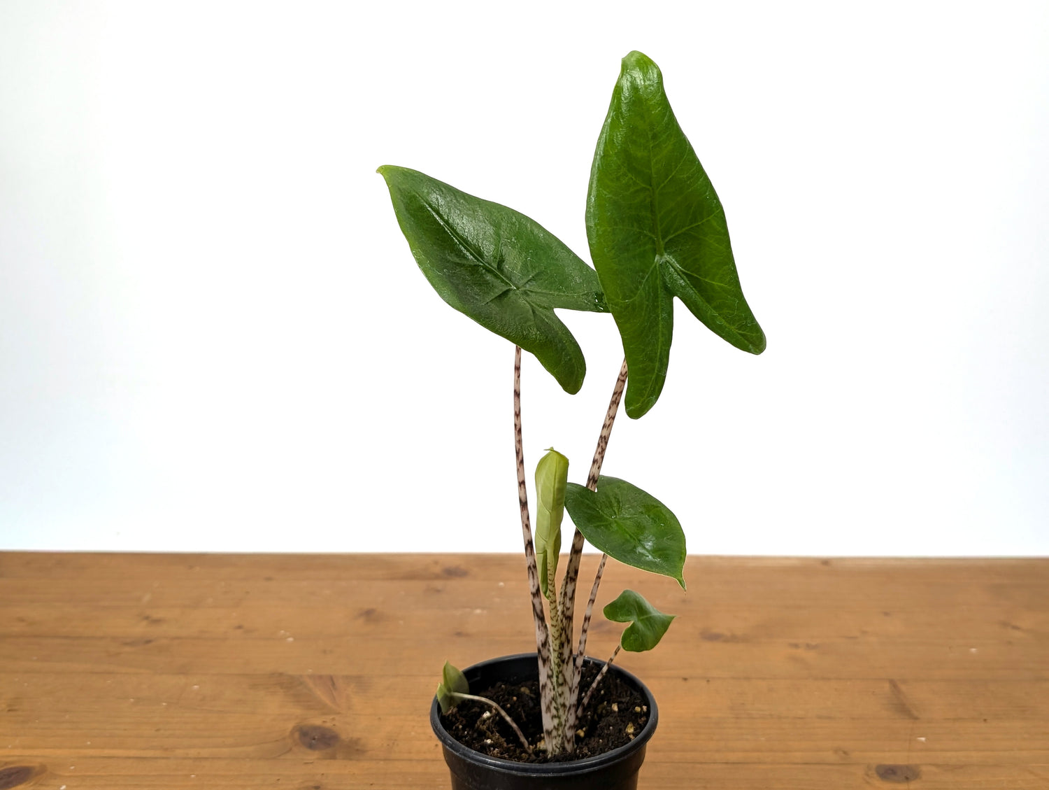 Alocasia Zebrina