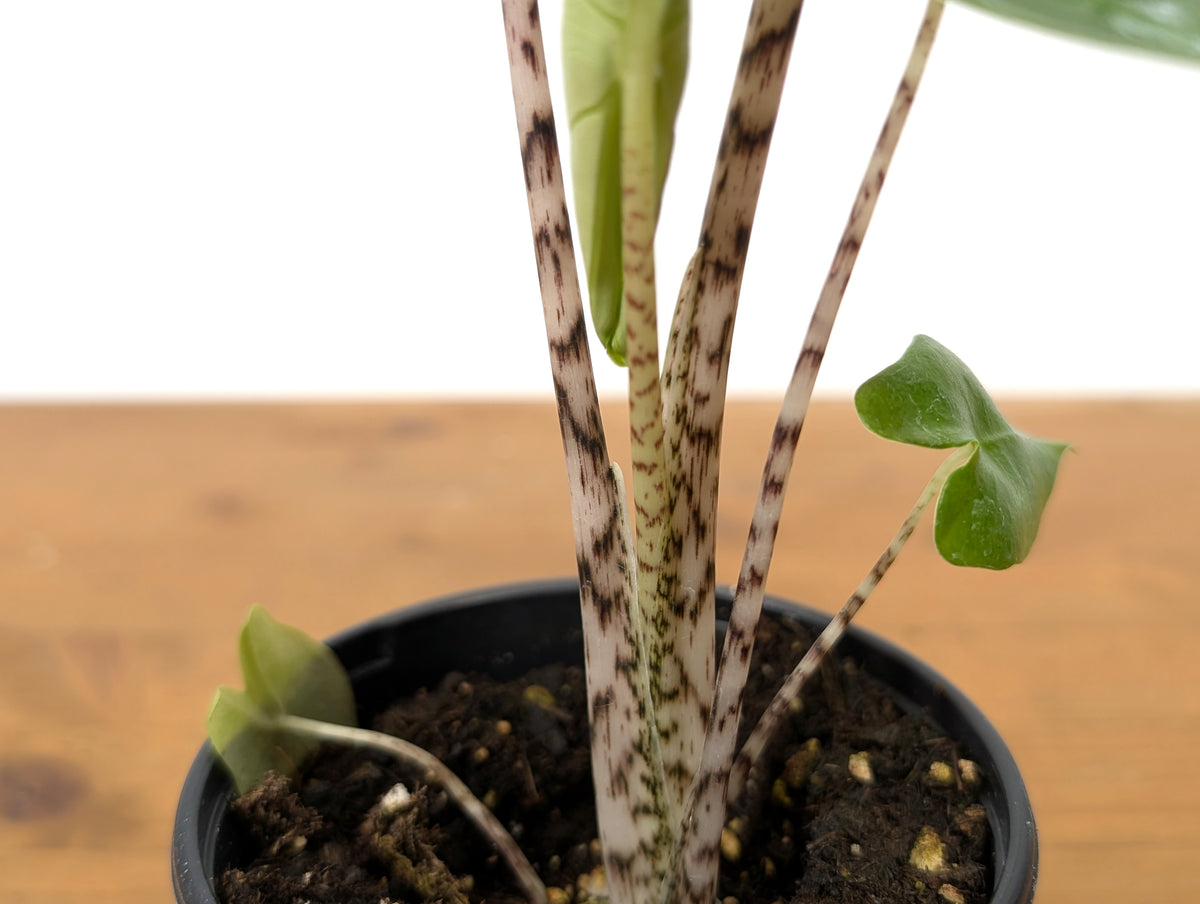 Alocasia Zebrina