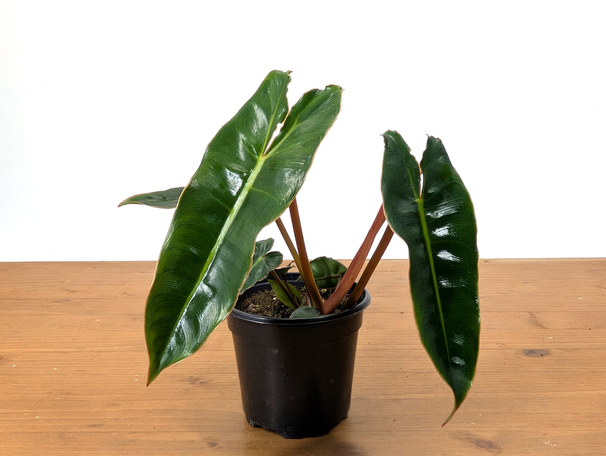 Philodendron Billietiae