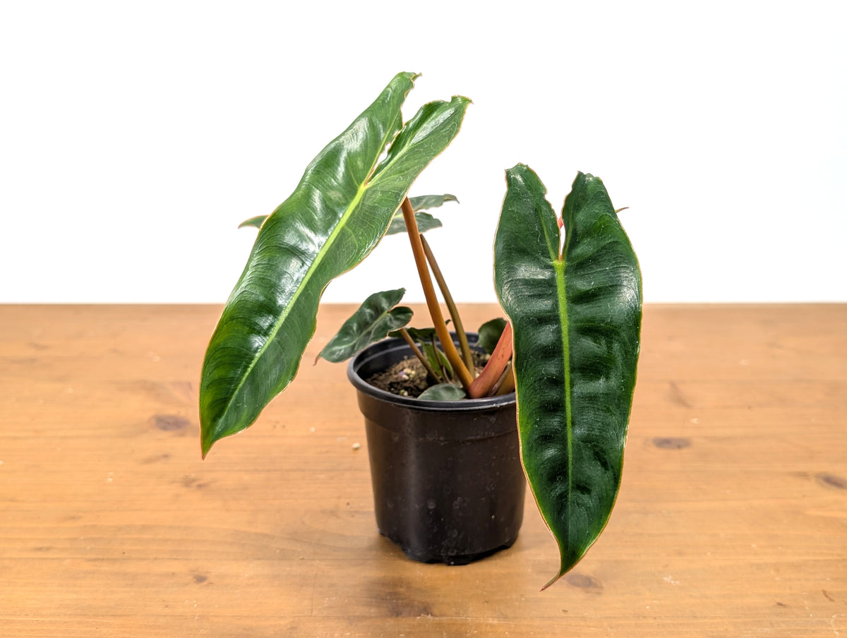 Philodendron Billietiae