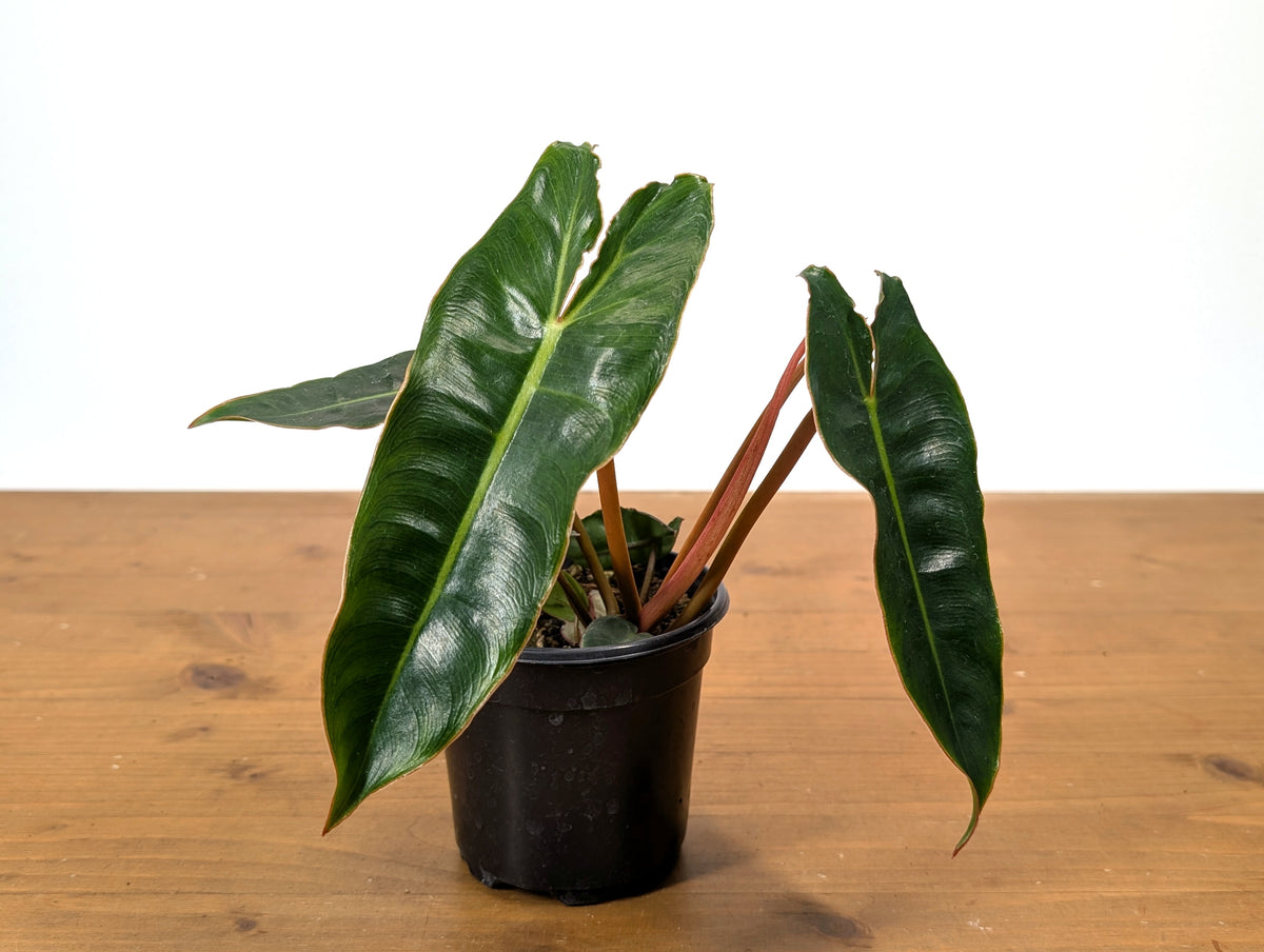 Philodendron Billietiae