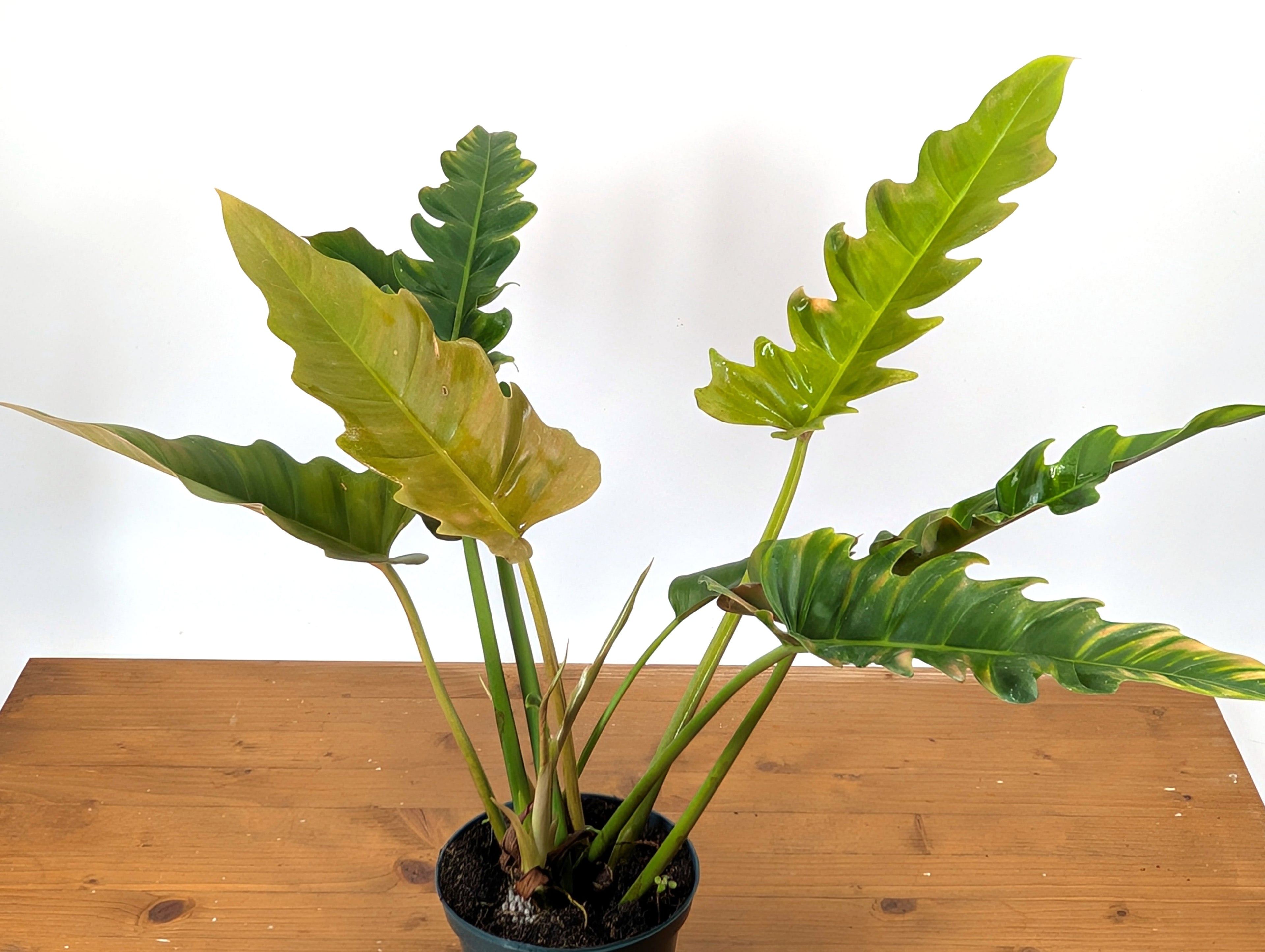 Philodendron Jungle Boogie (Narrow Escape)