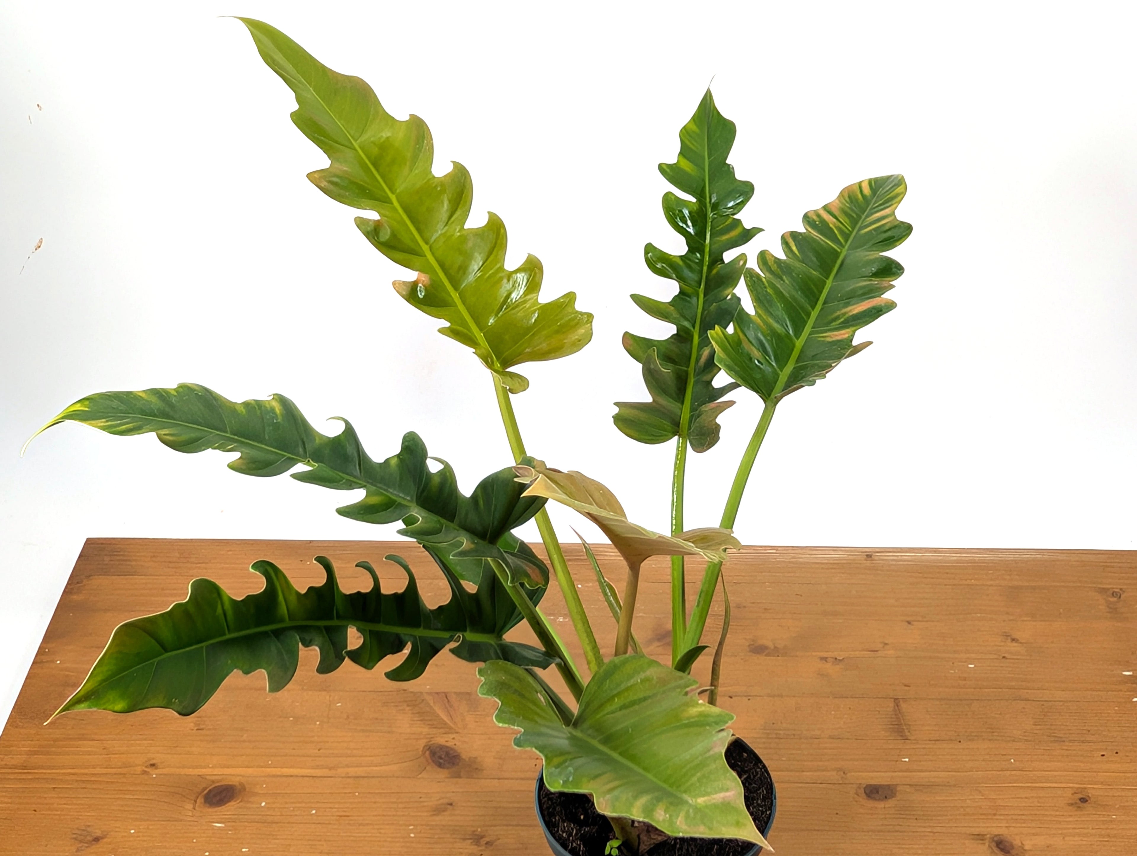 Philodendron Jungle Boogie (Narrow Escape)