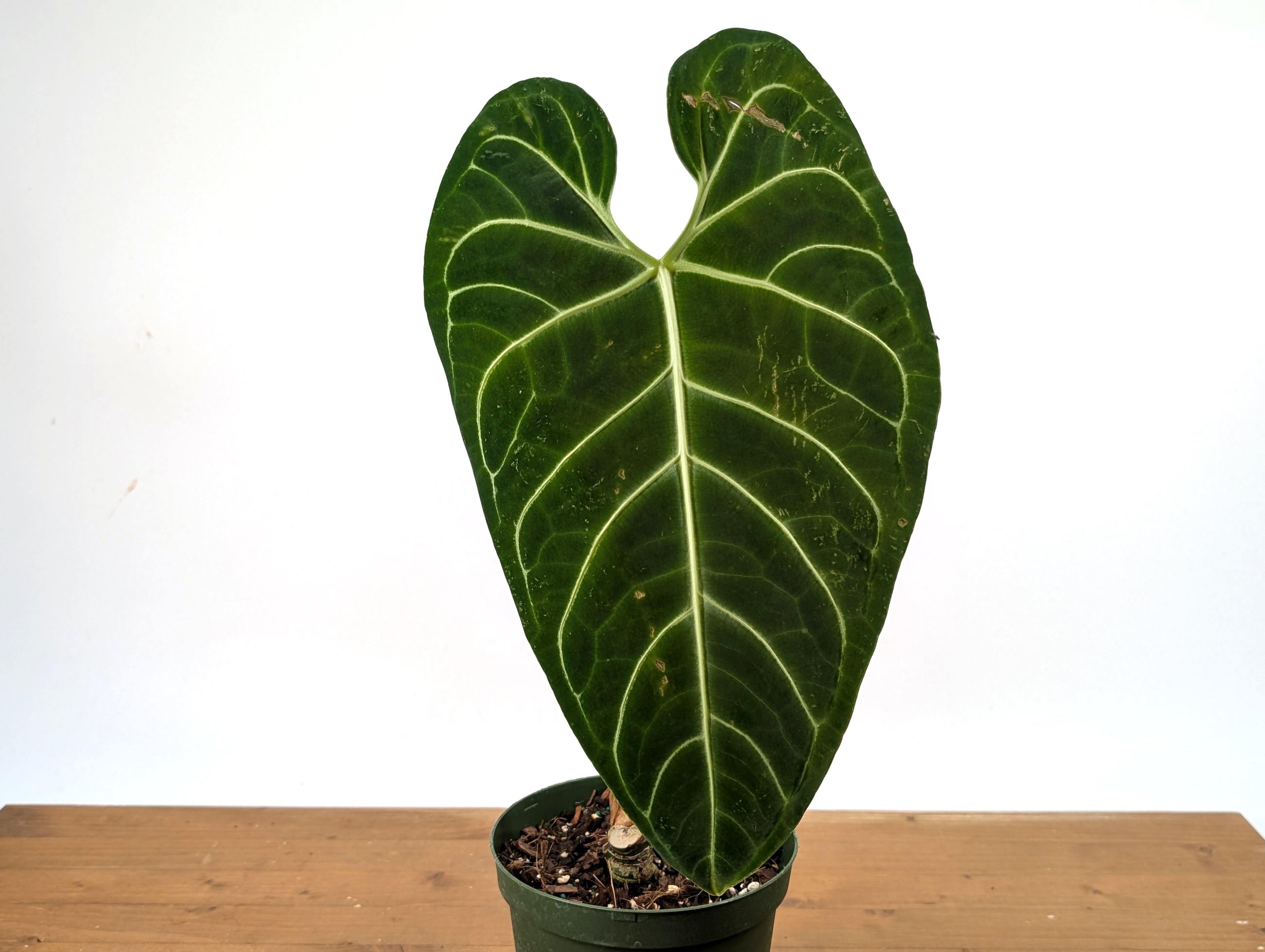 Anthurium Regale