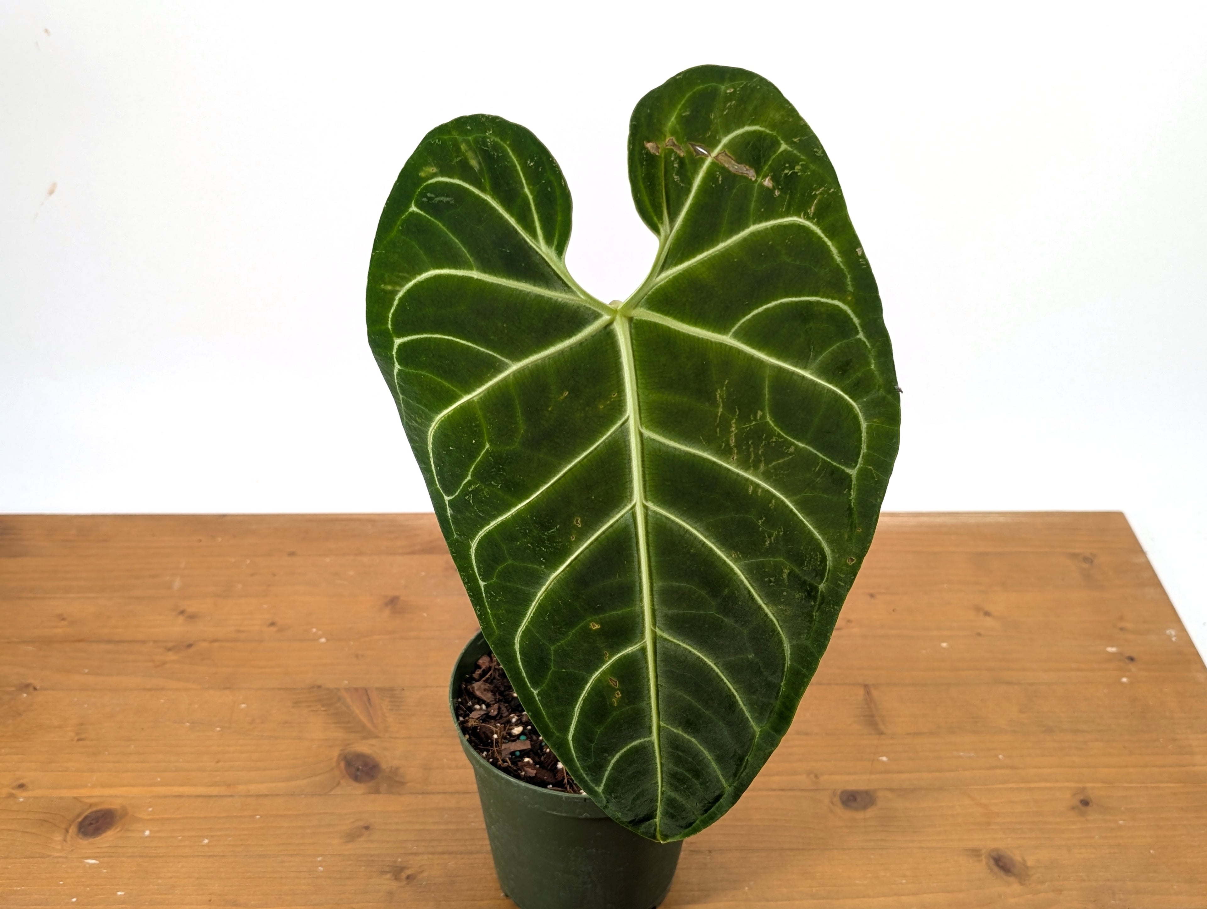Anthurium Regale
