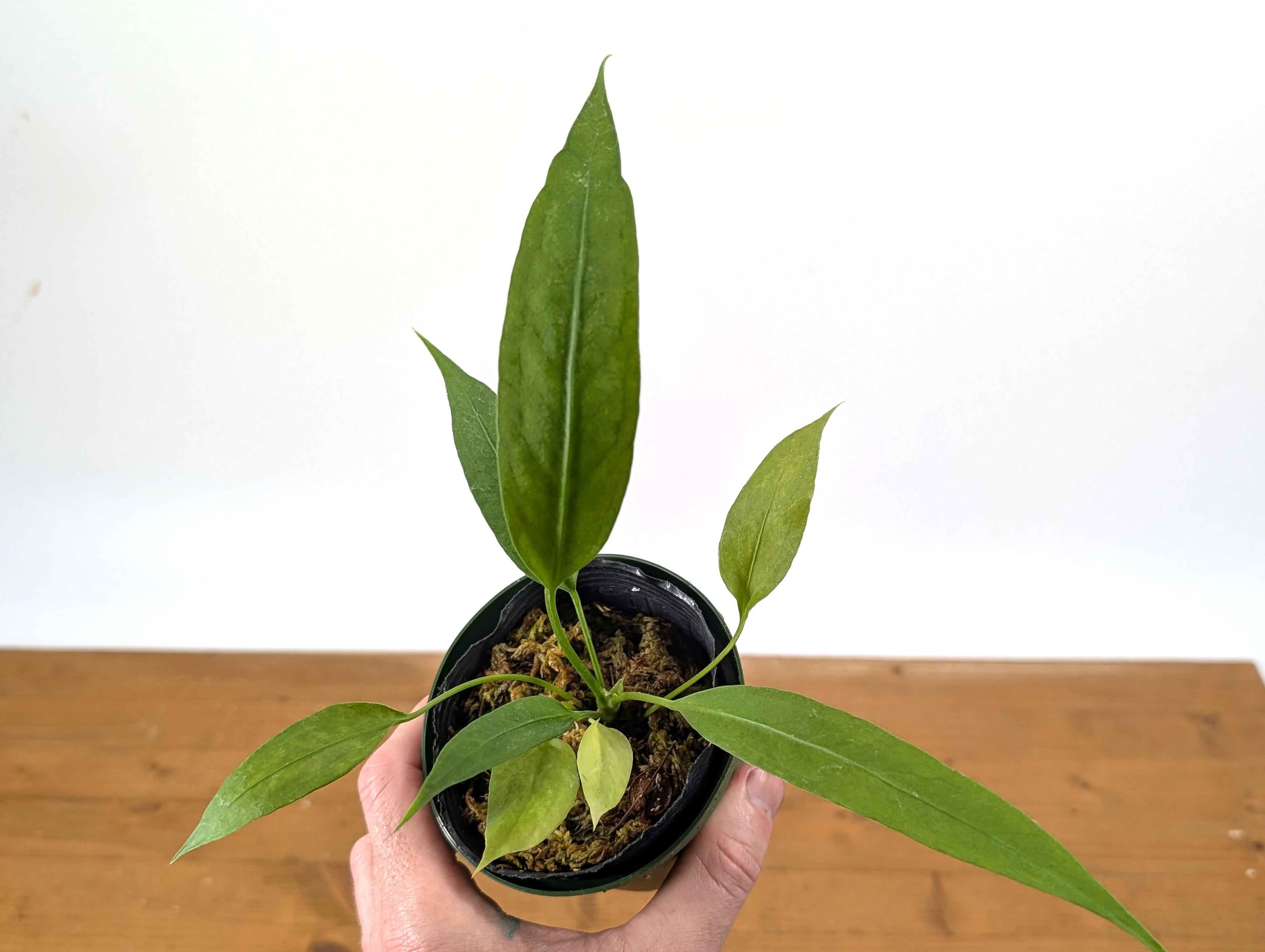 Anthurium Vittarifolium