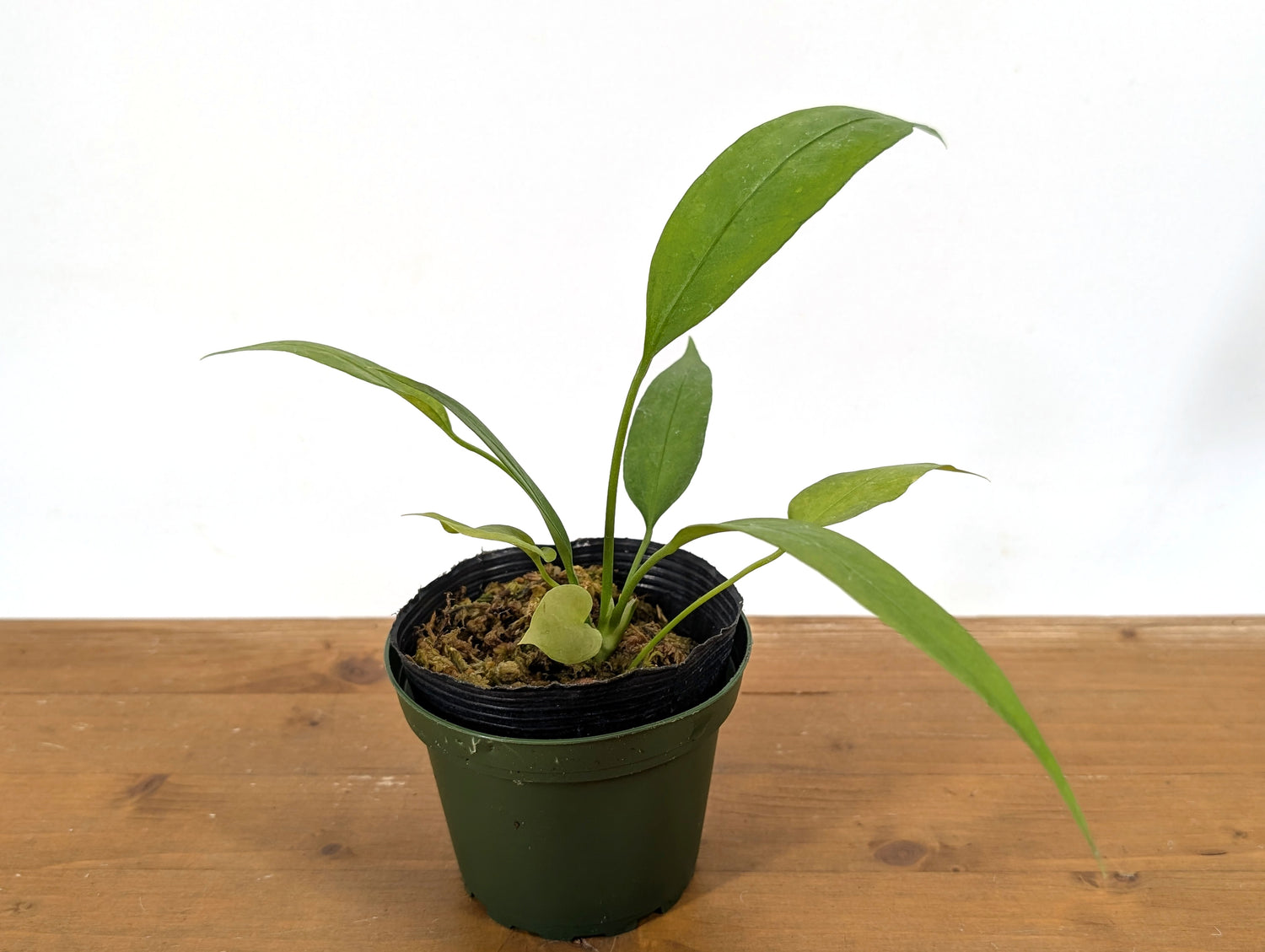 Anthurium Vittarifolium