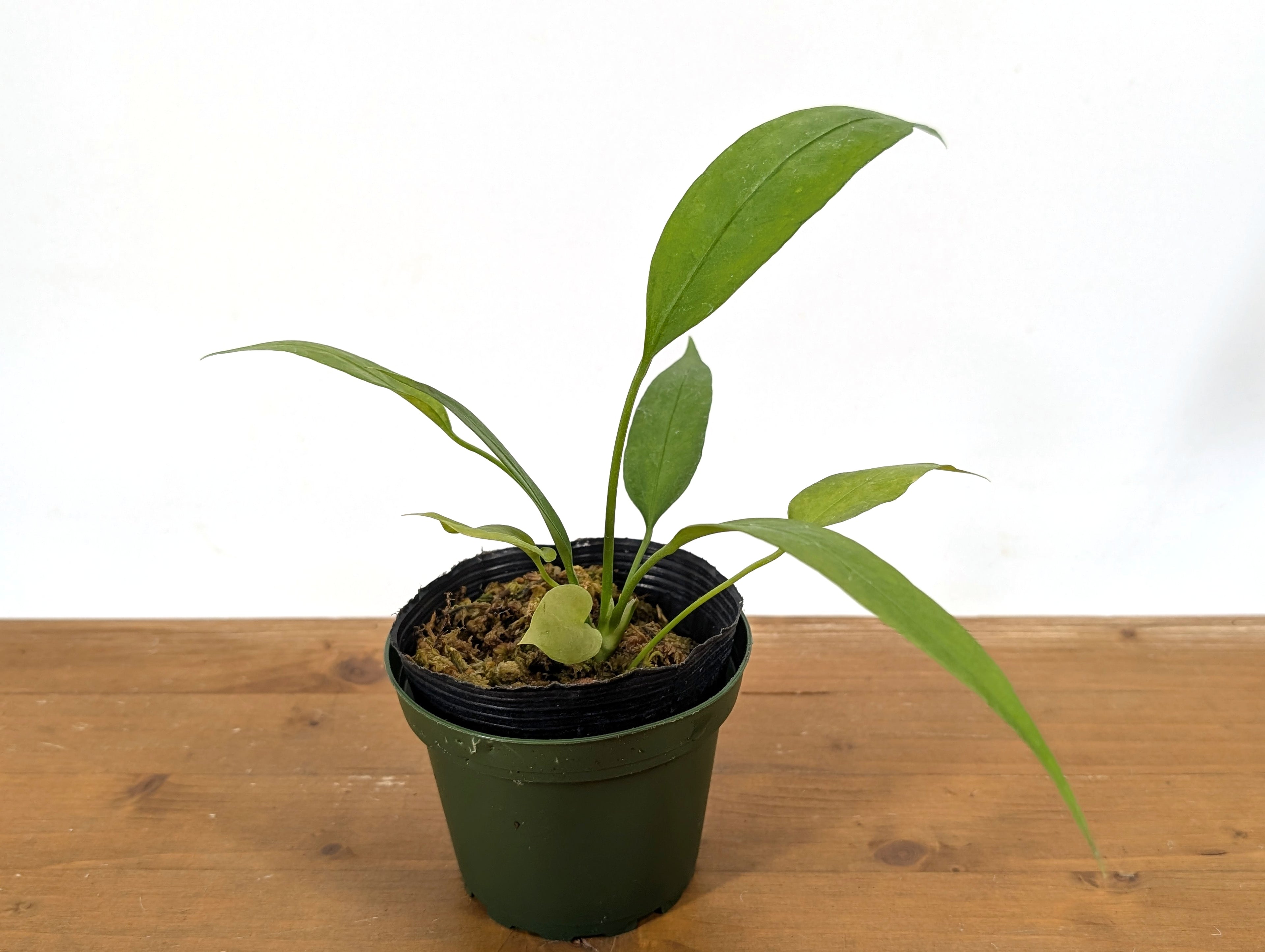 Anthurium Vittarifolium