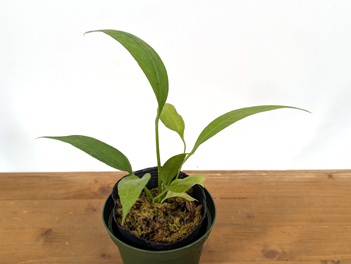 Anthurium Vittariifolium