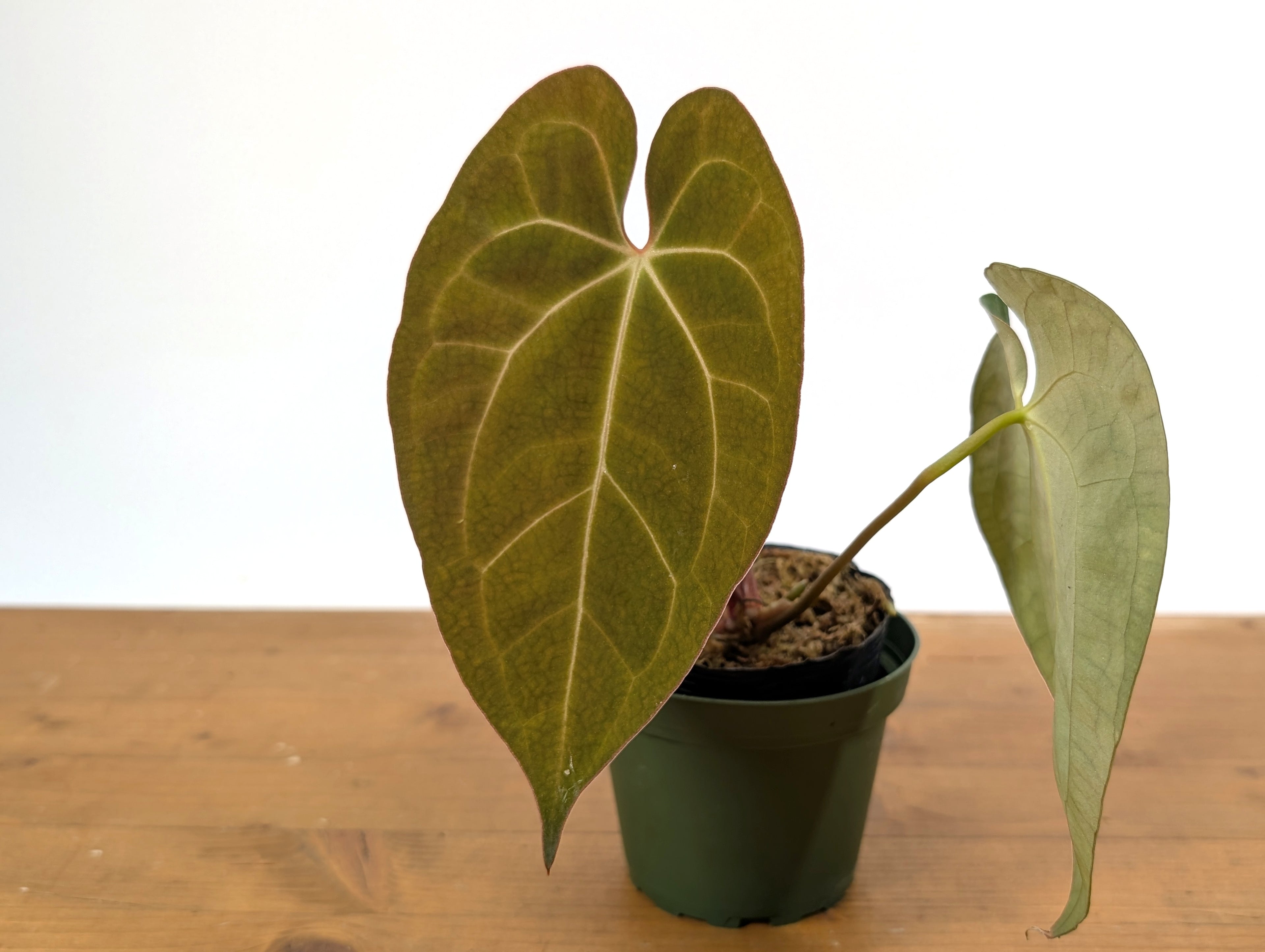 Anthurium Crystallinum x Papillilaminum