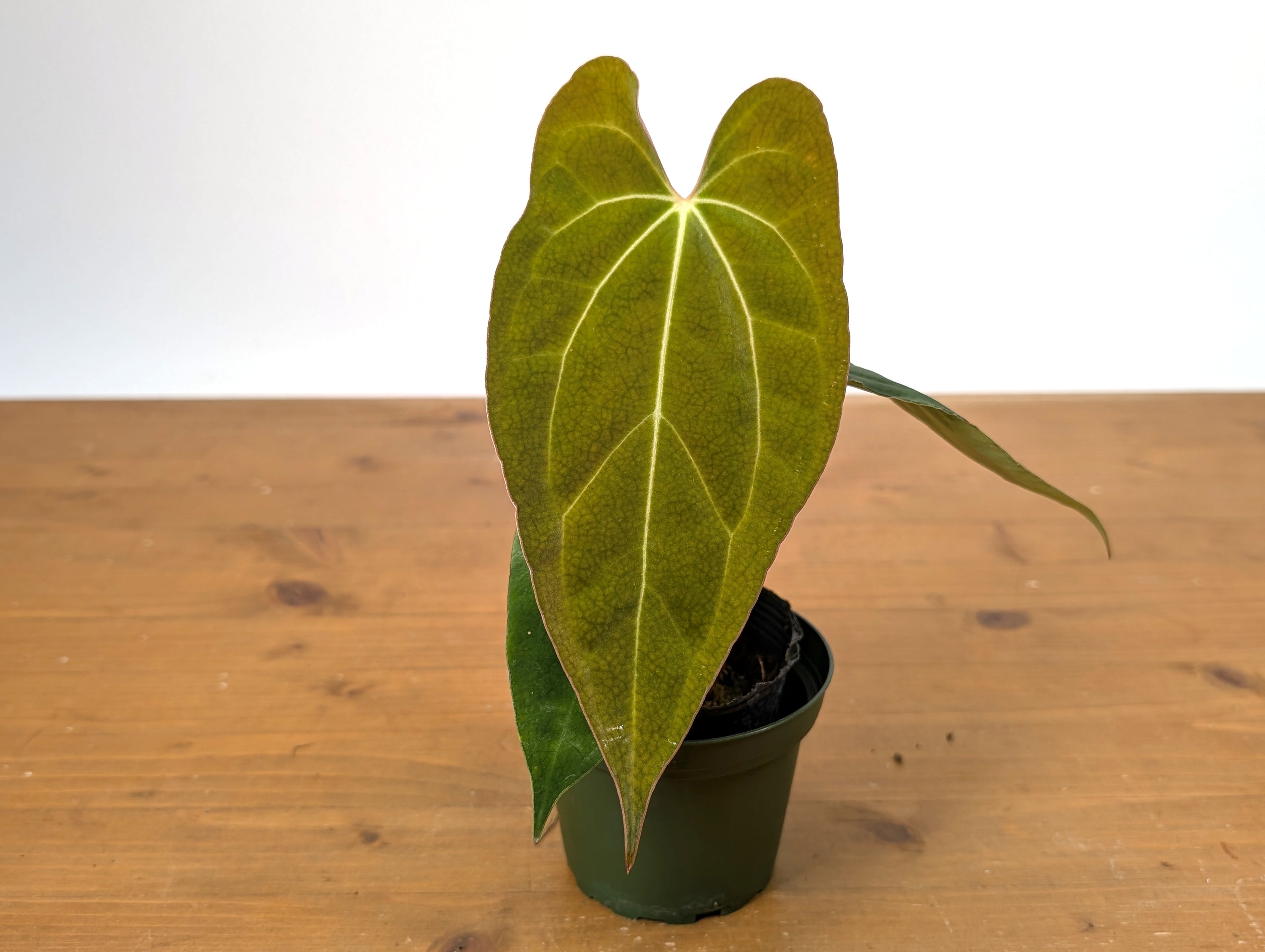 Anthurium Crystallinum x Papillilaminum