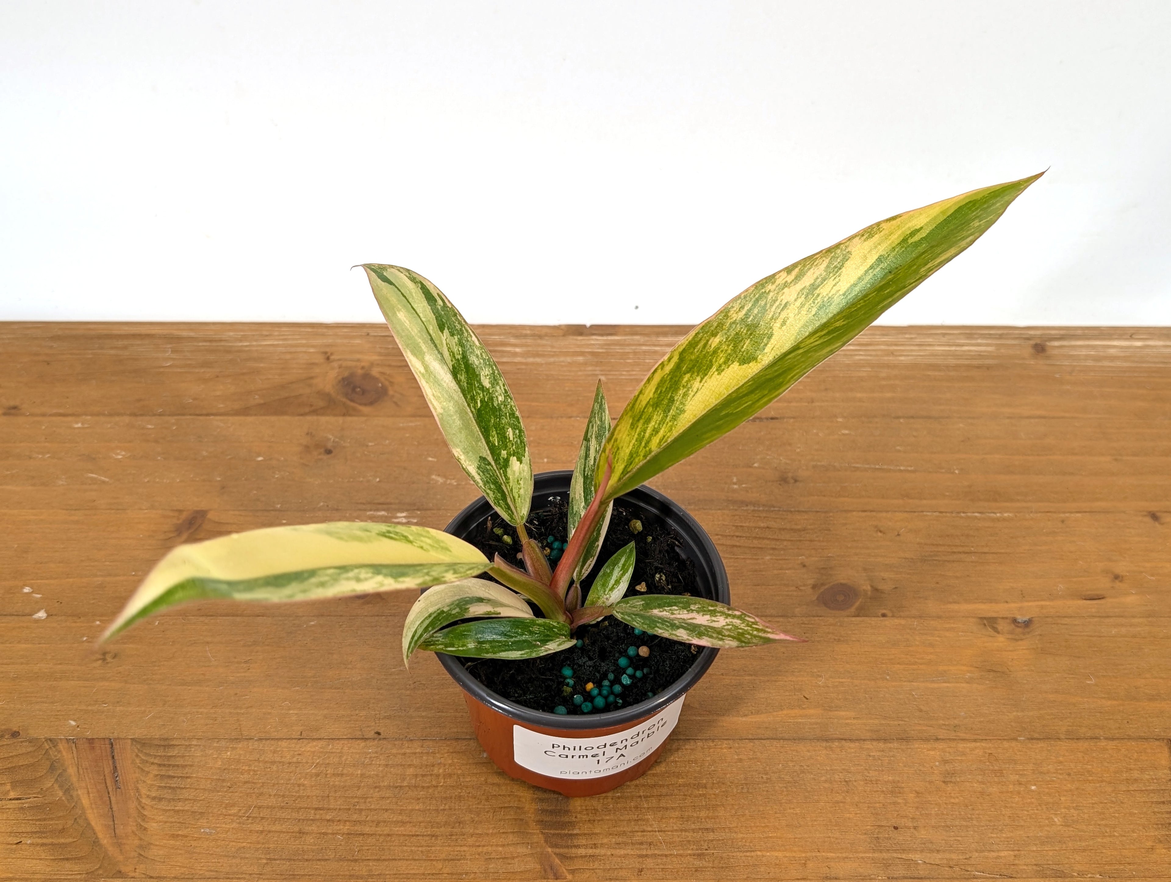 Philodendron Caramel Marble Variegated