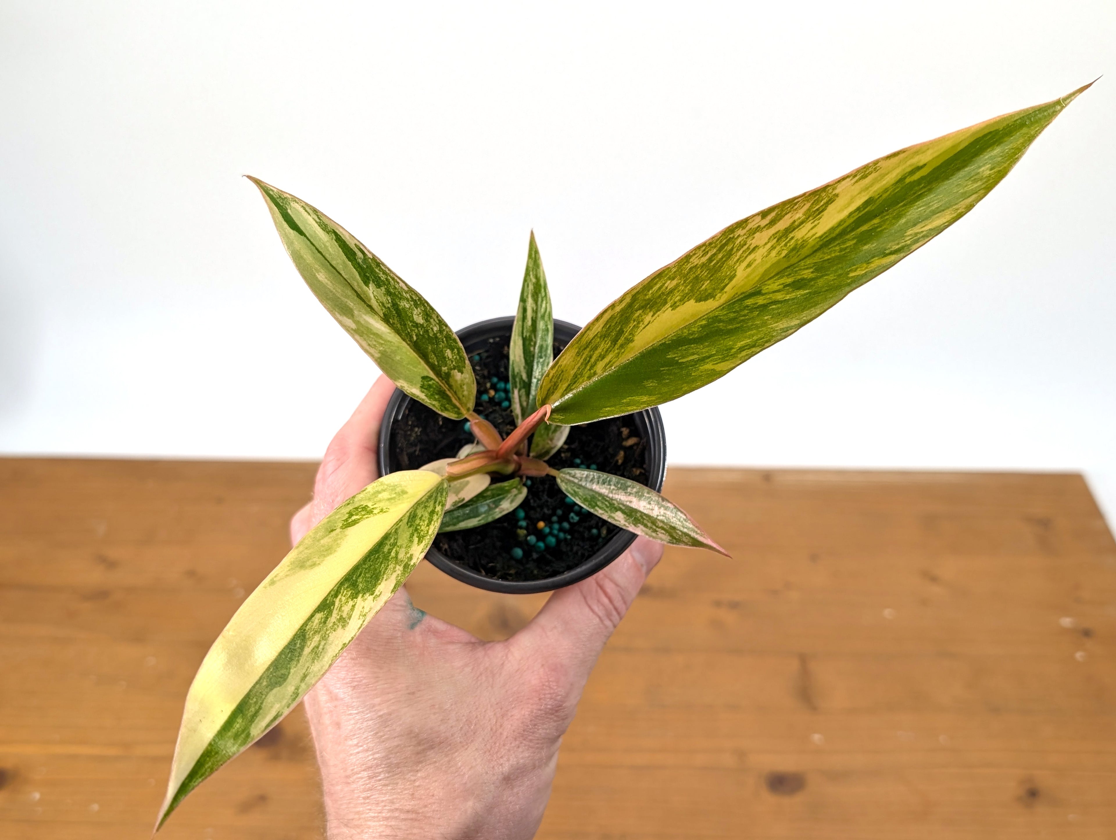 Philodendron Caramel Marble Variegated