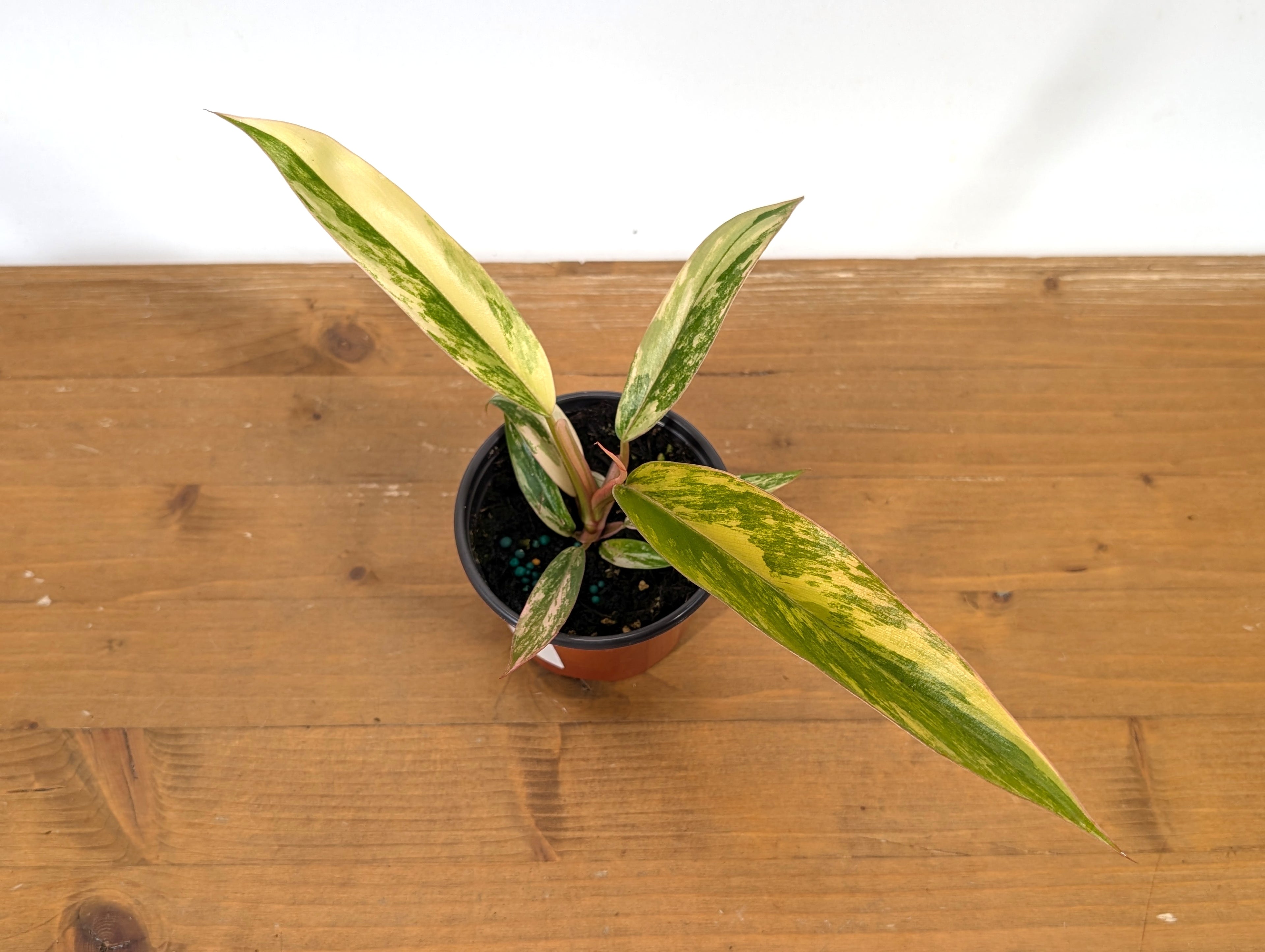 Philodendron Caramel Marble Variegated